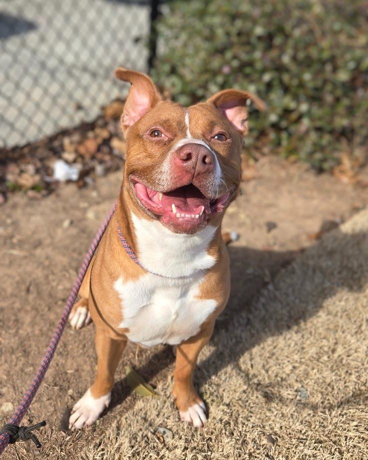 Enlarge Buford, a Adoptable mixed breed in Douglasville, GA image 3/4