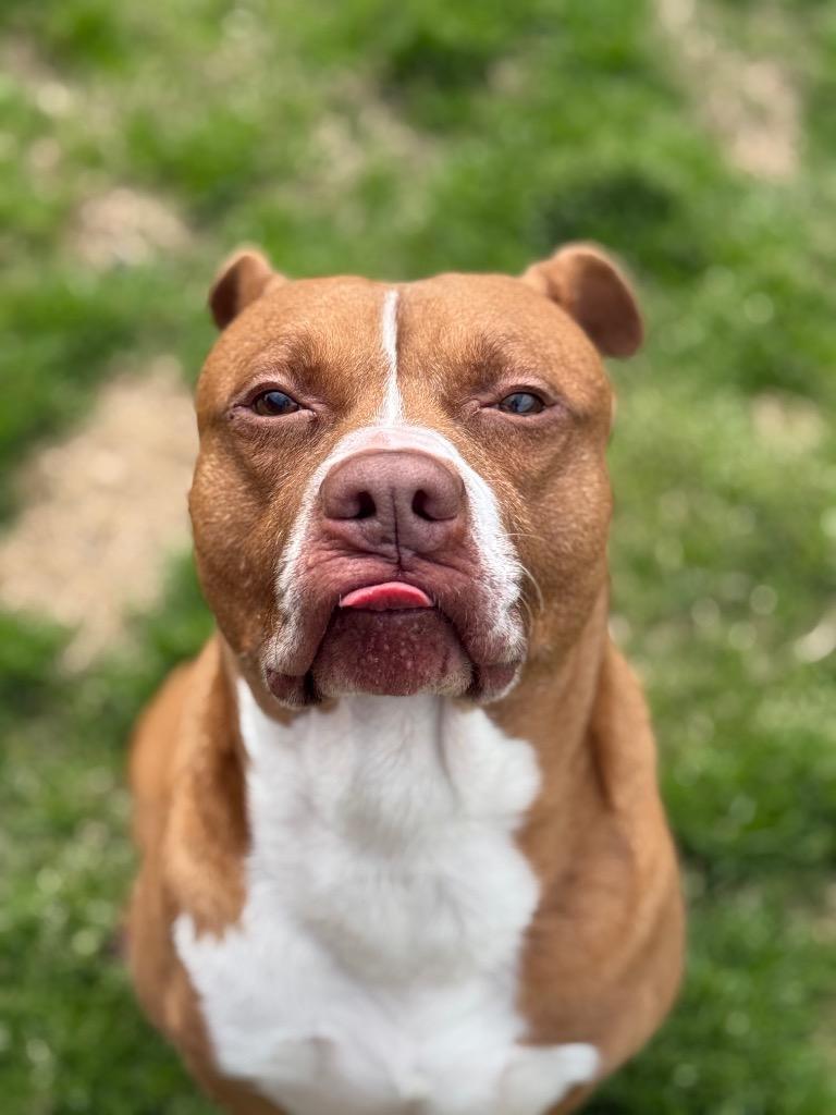 Enlarge Buford, a Adoptable mixed breed in Douglasville, GA image 4/4