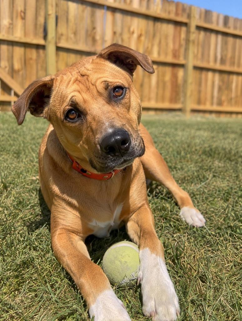 Enlarge Mufasa, a Adoptable mixed breed in Centralia, IL image 1/2