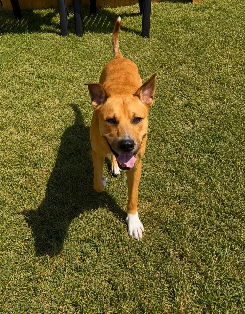 Enlarge Mufasa, a Adoptable mixed breed in Centralia, IL image 2/2