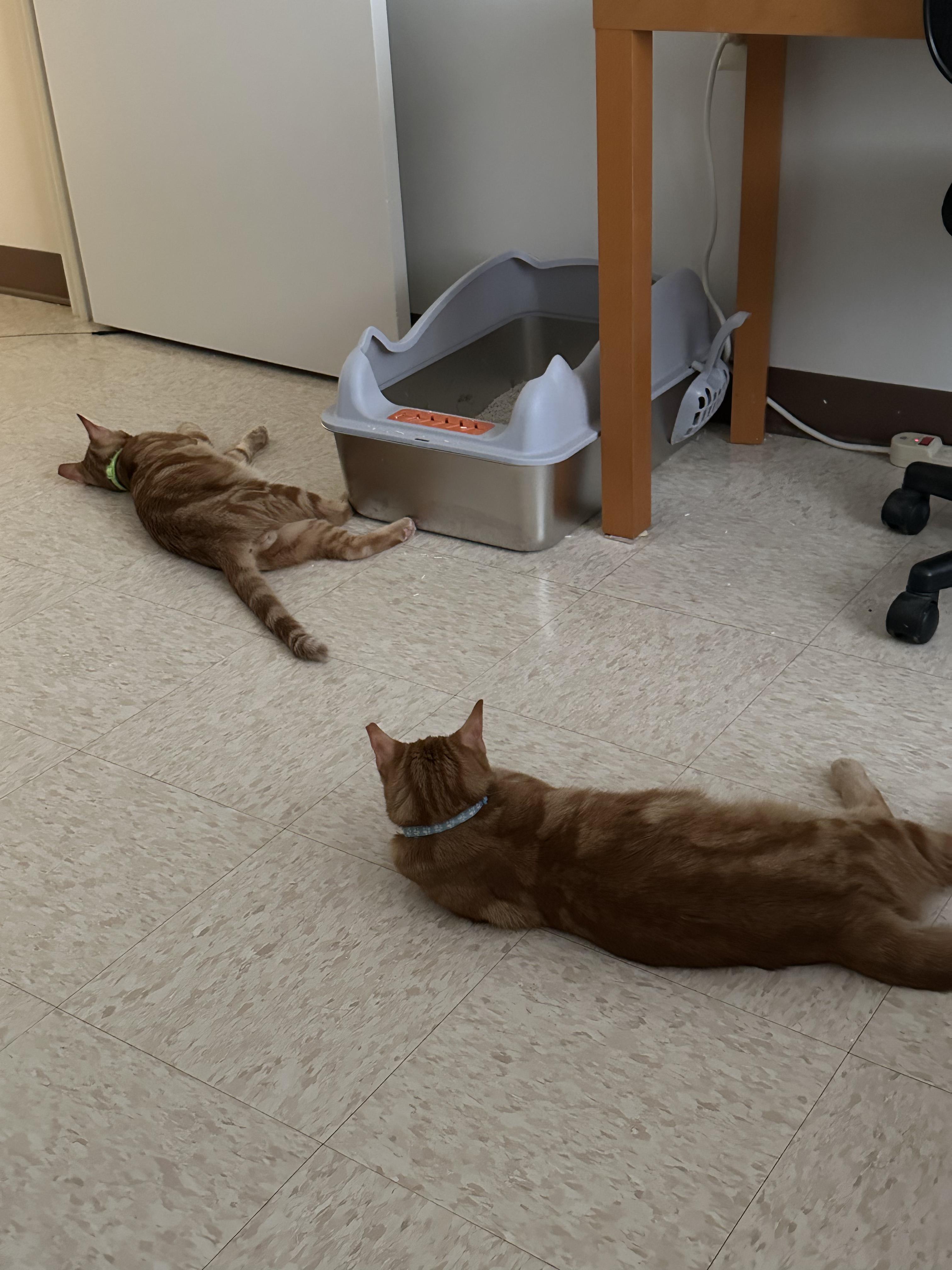 Enlarge SQUIGGLES & BIGGLES, a Adoptable Domestic Short Hair in Perth Amboy , NJ image 3/3