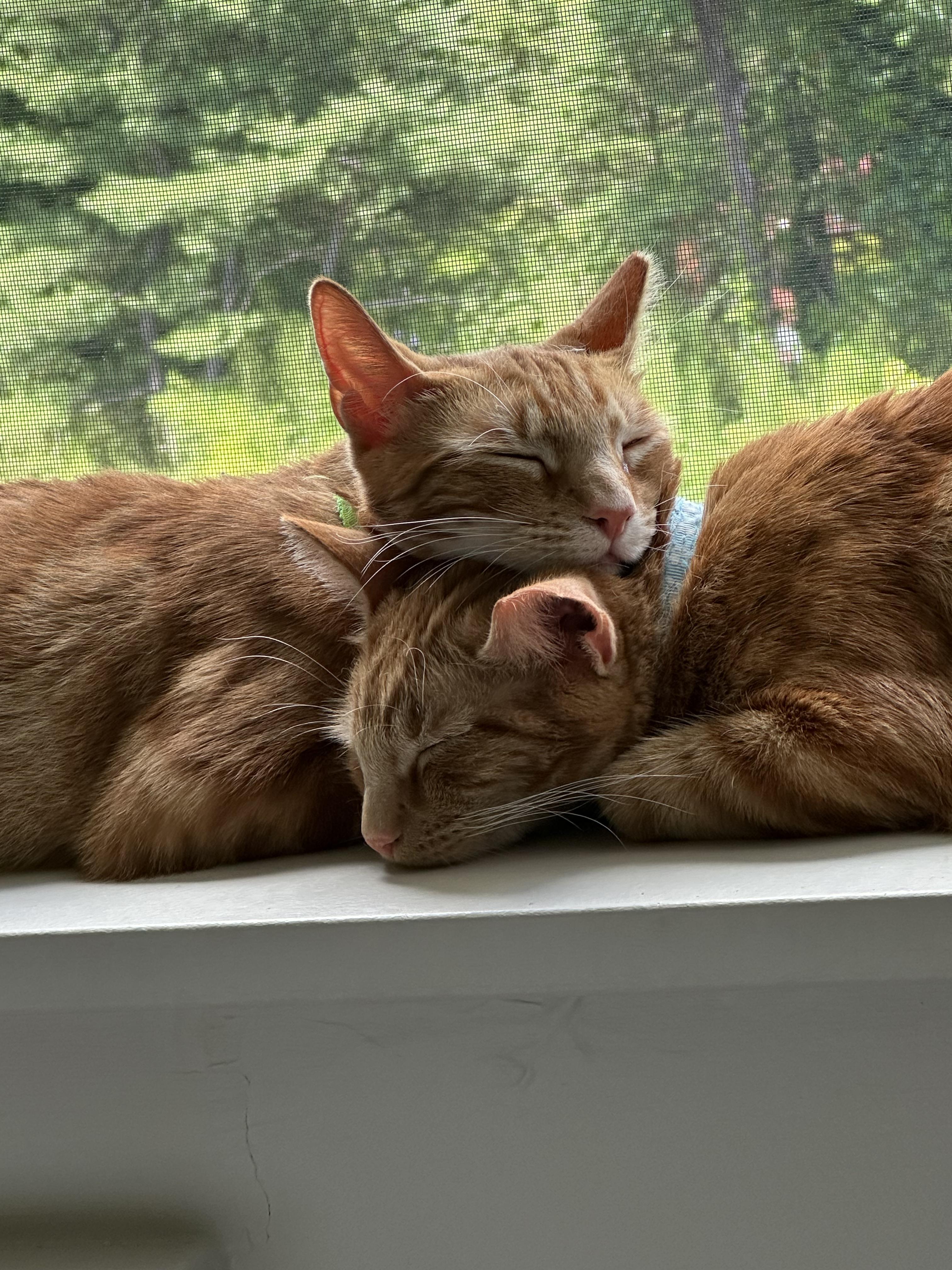 SQUIGGLES & BIGGLES, Adoptable, Adult Male Domestic Short Hair.