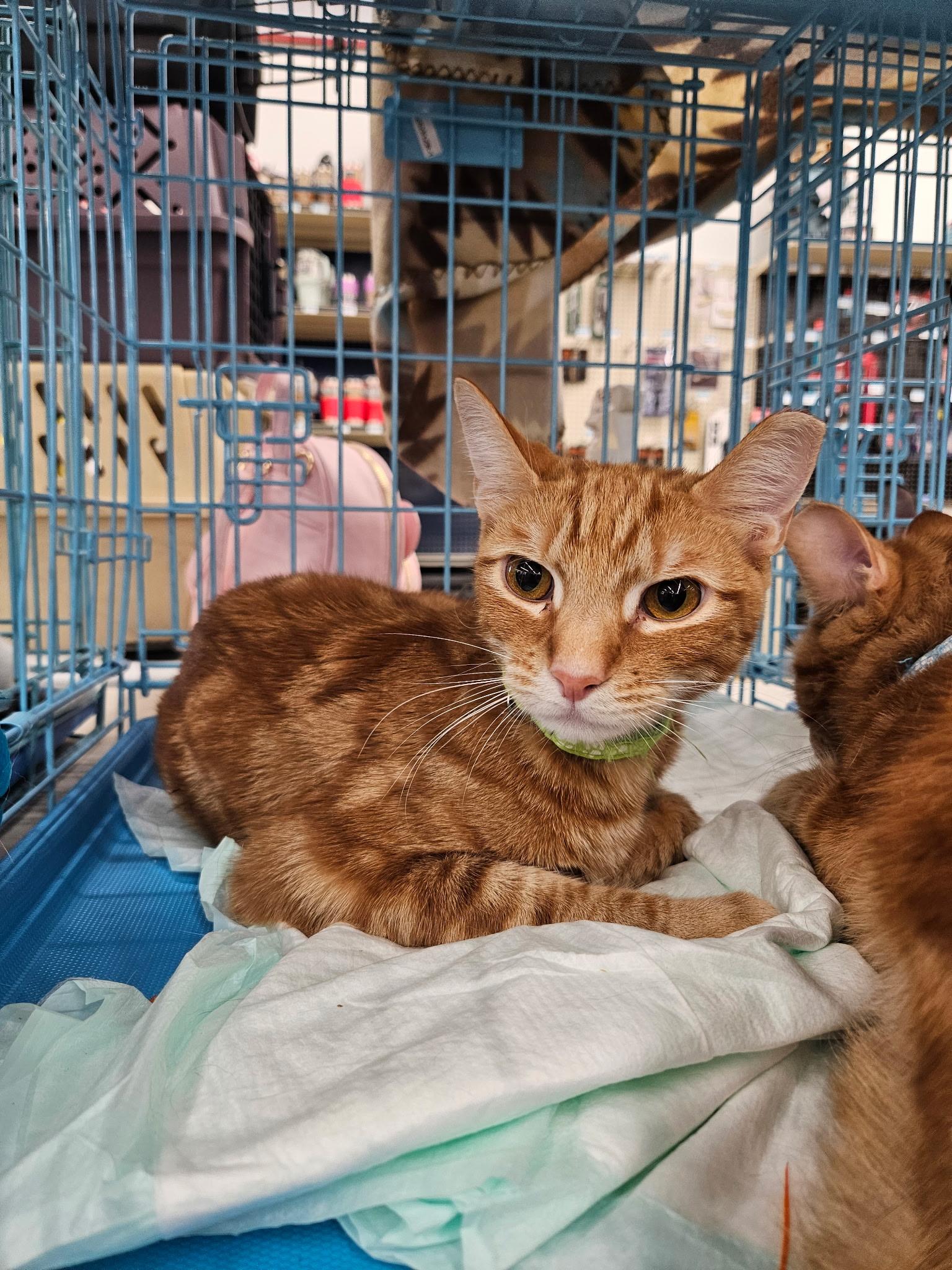 Enlarge SQUIGGLES & BIGGLES, a Adoptable Domestic Short Hair in Perth Amboy , NJ image 2/3