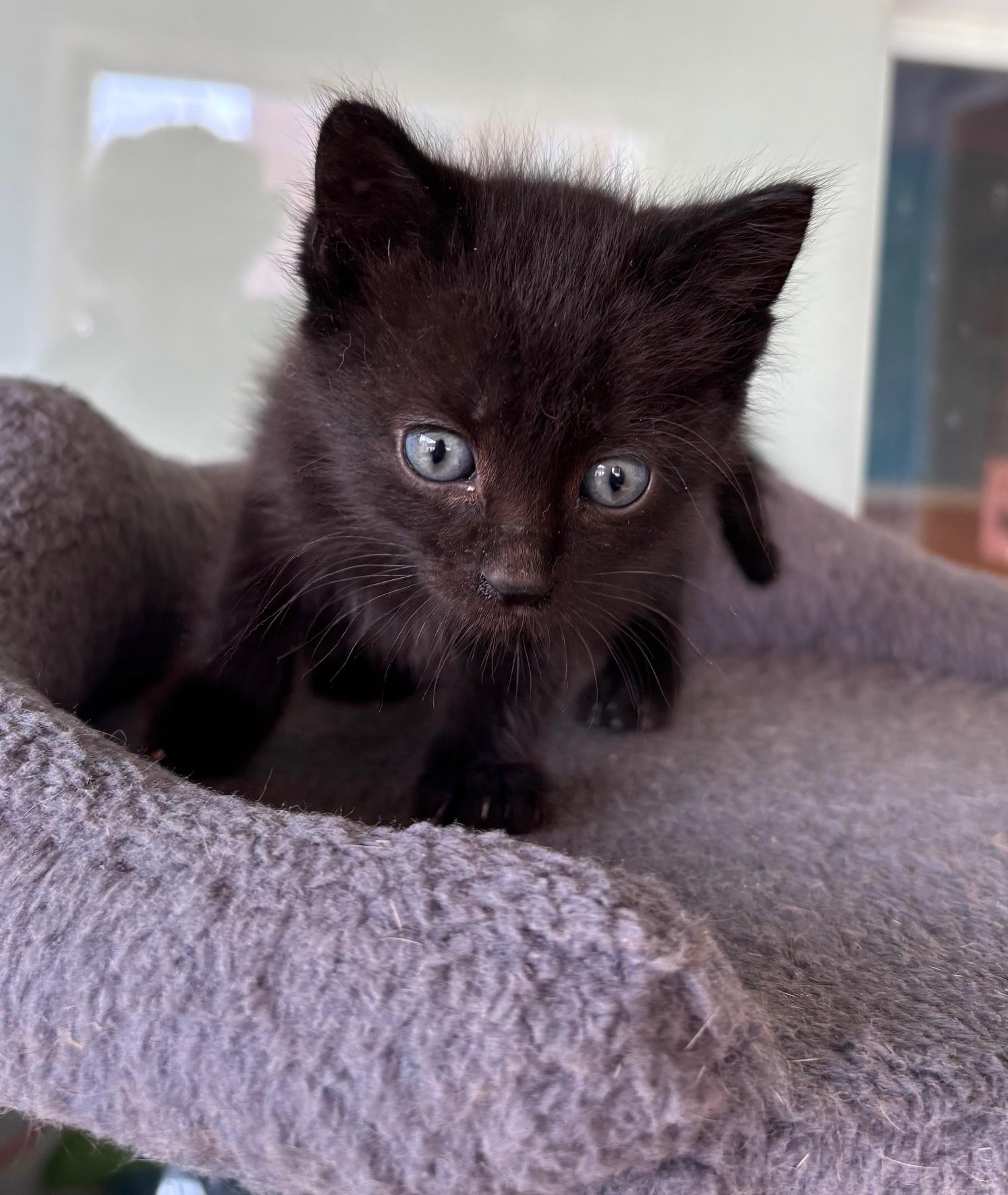 Tesla, ADOPTABLE, Young Male Domestic Short Hair.