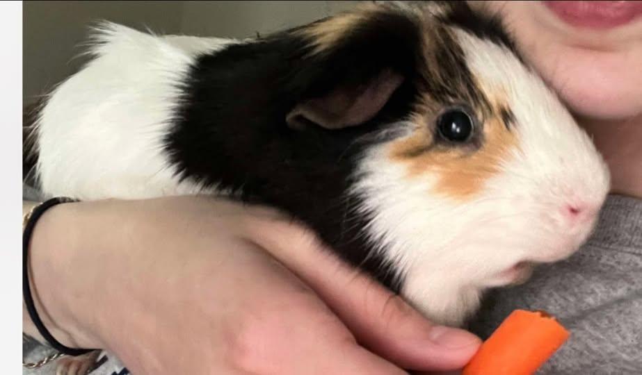 Dale, Adoptable, Adult Male Guinea Pig.