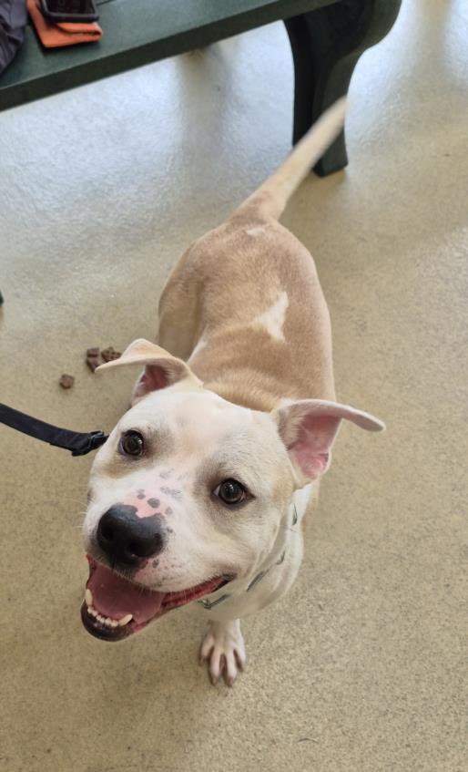 DUKE, Adoptable, Young Male Pit Bull Terrier & Terrier.