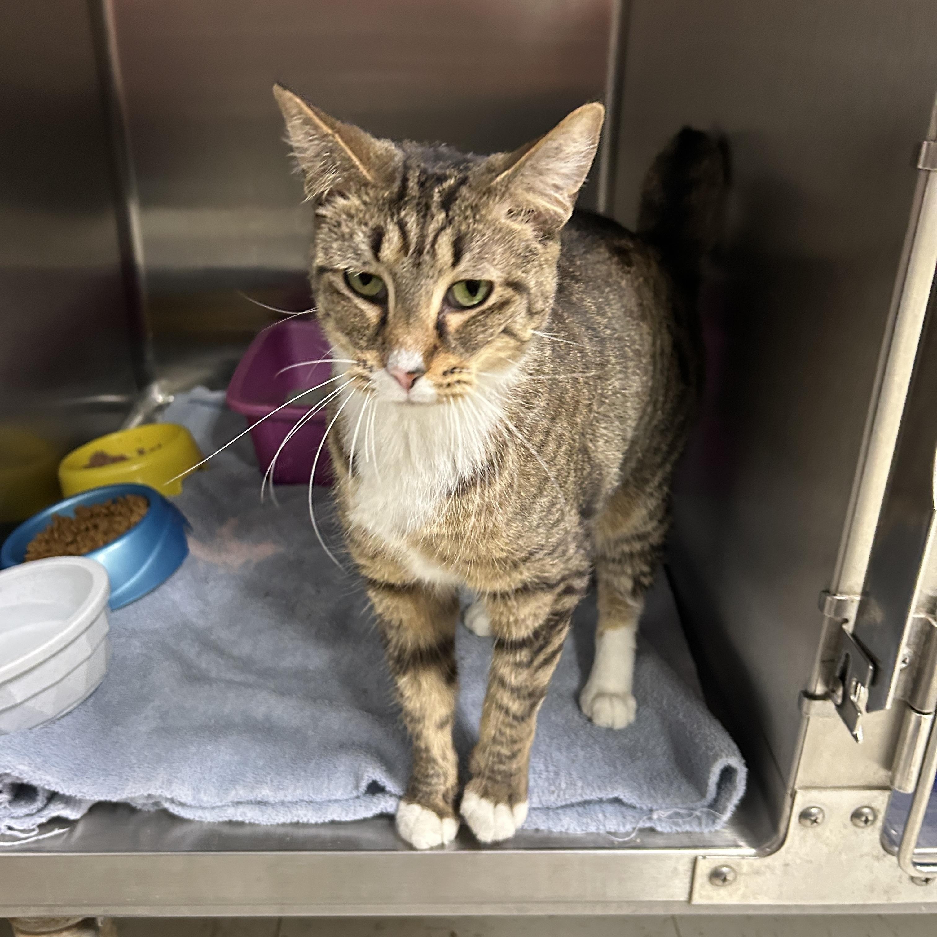 Sara Lee, an adopted Domestic Short Hair in La Grange Park, IL image 3/3