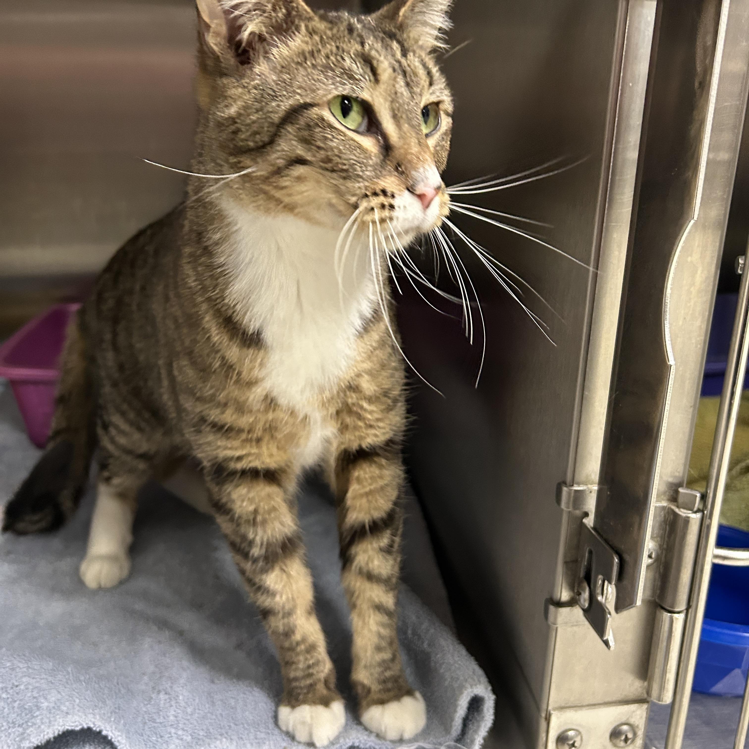 Sara Lee, an adopted Domestic Short Hair in La Grange Park, IL image 2/3