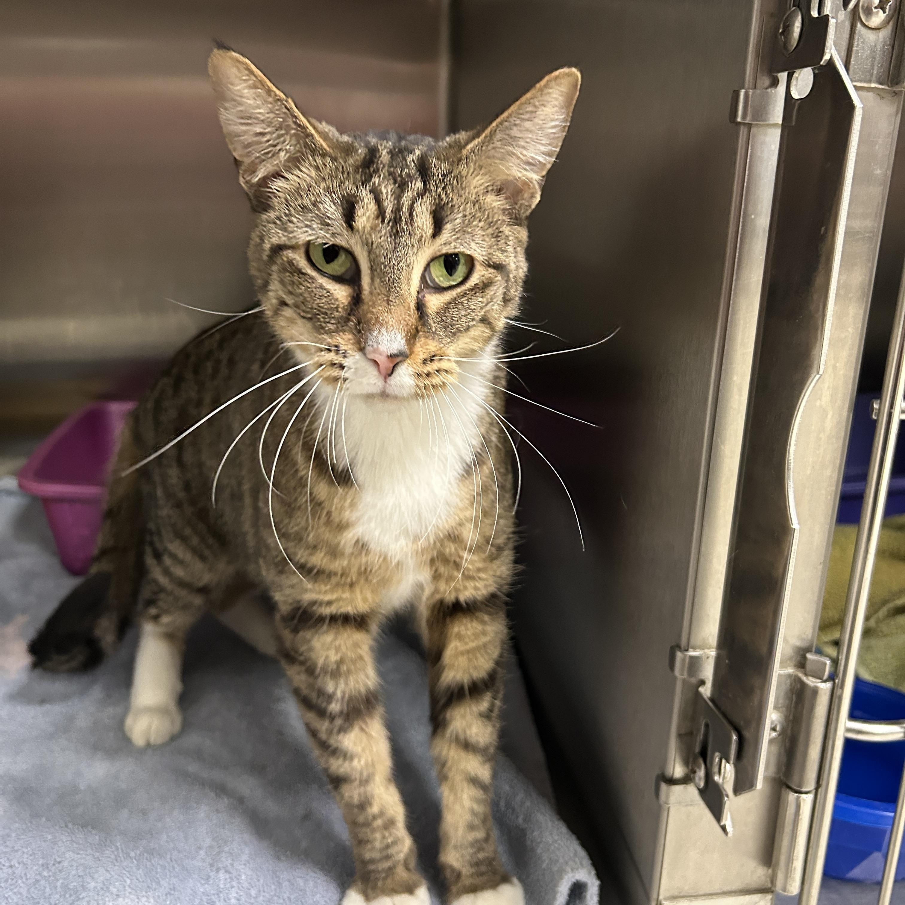Sara Lee, an adopted Domestic Short Hair in La Grange Park, IL image 1/3