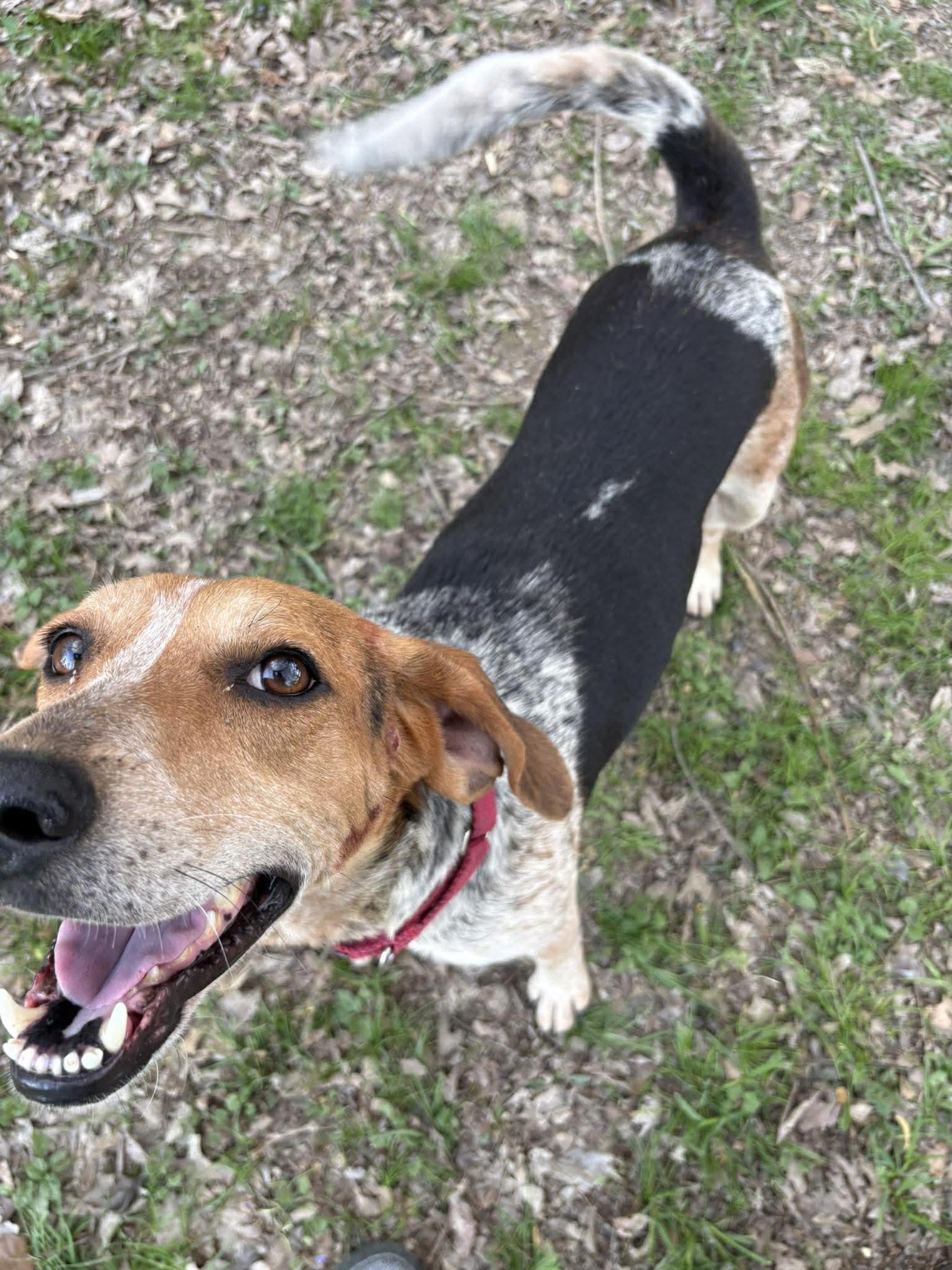 Brewista, ADOPTABLE, Adult Female Bluetick Coonhound & American Foxhound.