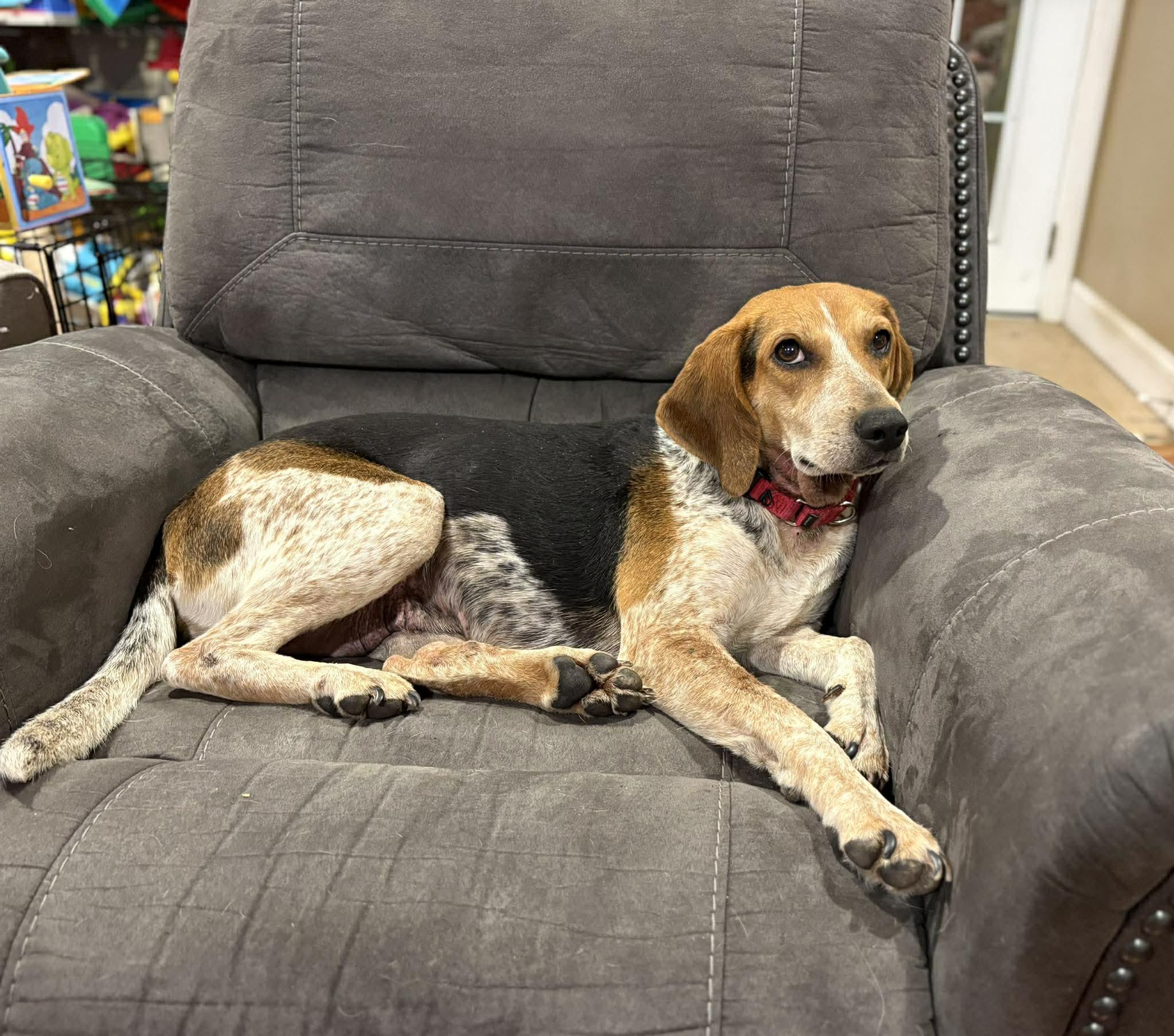 Brewista, a ADOPTABLE mixed breed in Jarrettsville, MD image 3/4