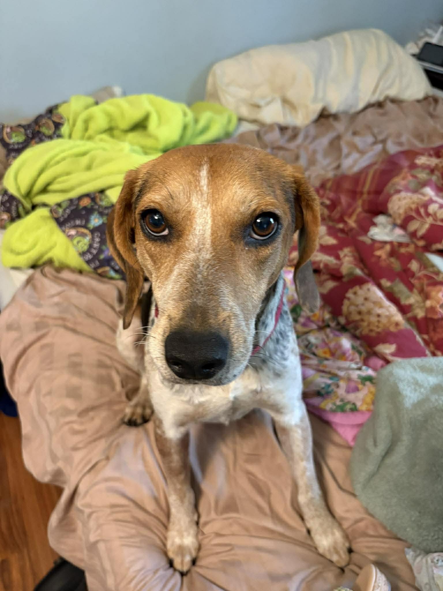 Brewista, a ADOPTABLE mixed breed in Jarrettsville, MD image 2/4
