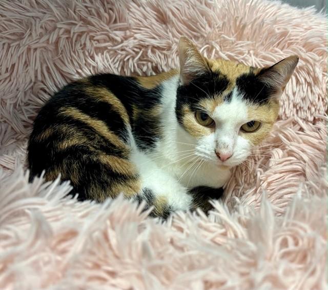 Enlarge CHANEL, a Adoptable Domestic Short Hair in Kalamazoo, MI image 1/1