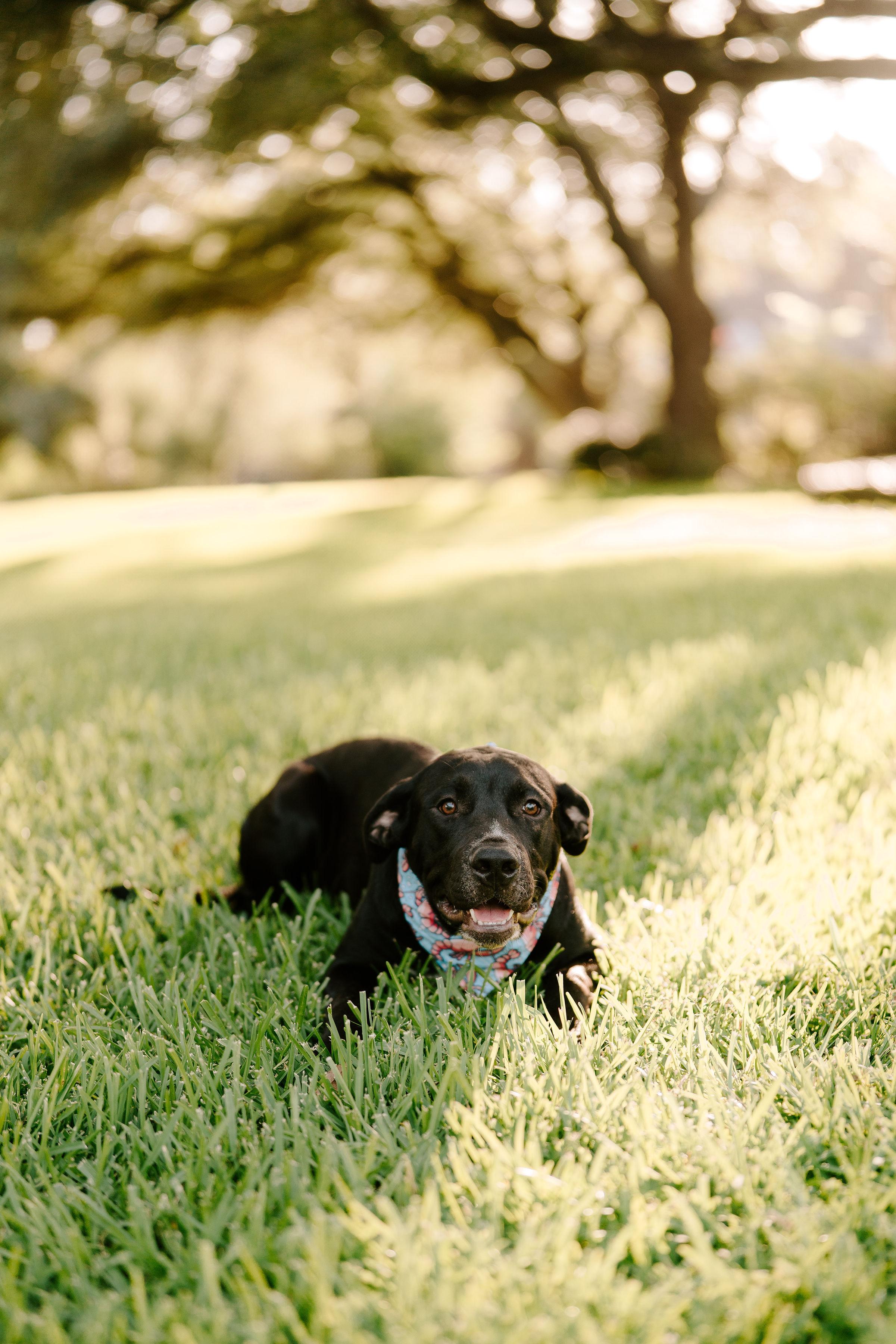 Beckett, an adoptable Black Labrador Retriever in Vineyard, UT, 84058 | Photo Image 2
