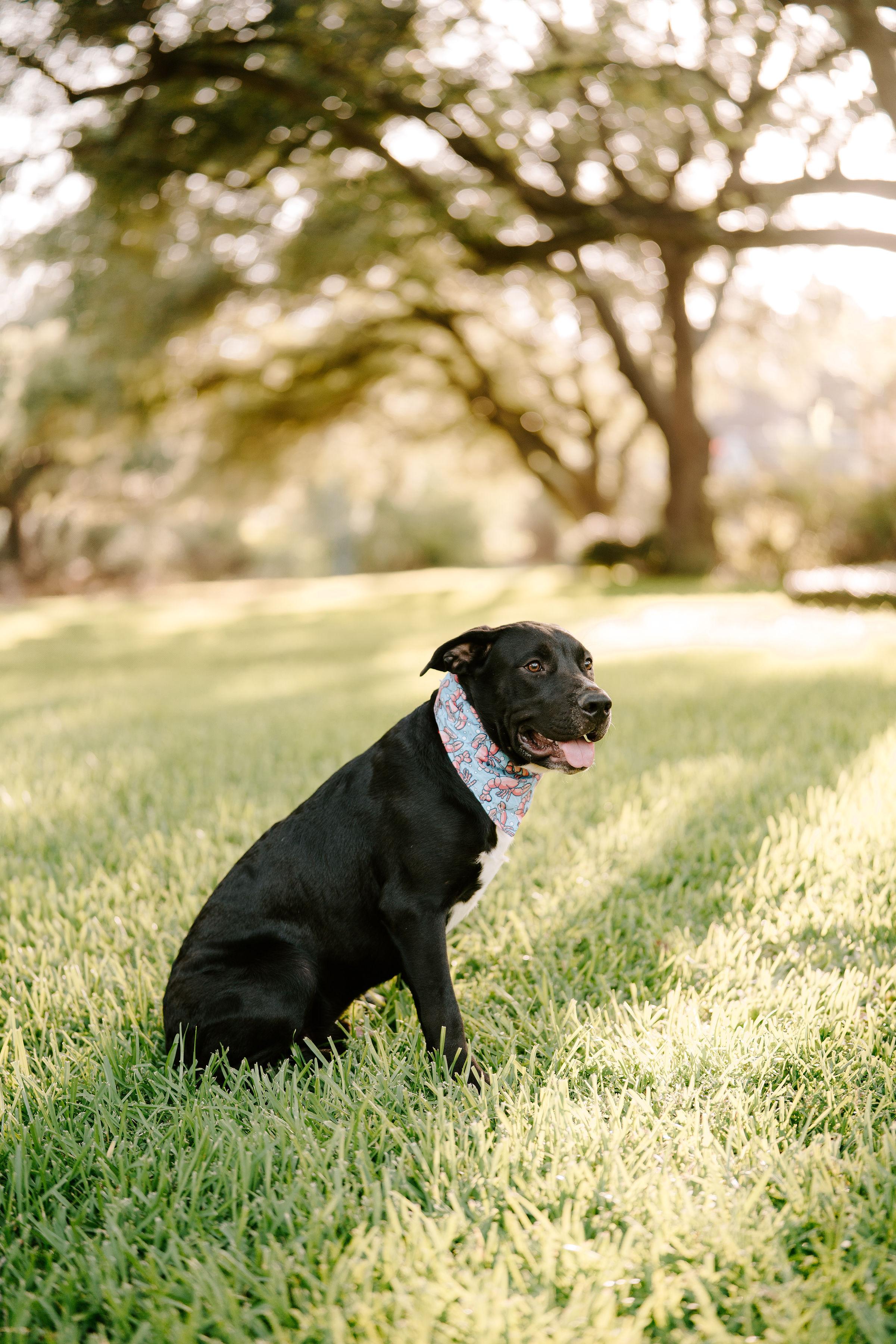 Beckett, an adoptable Black Labrador Retriever in Vineyard, UT, 84058 | Photo Image 4