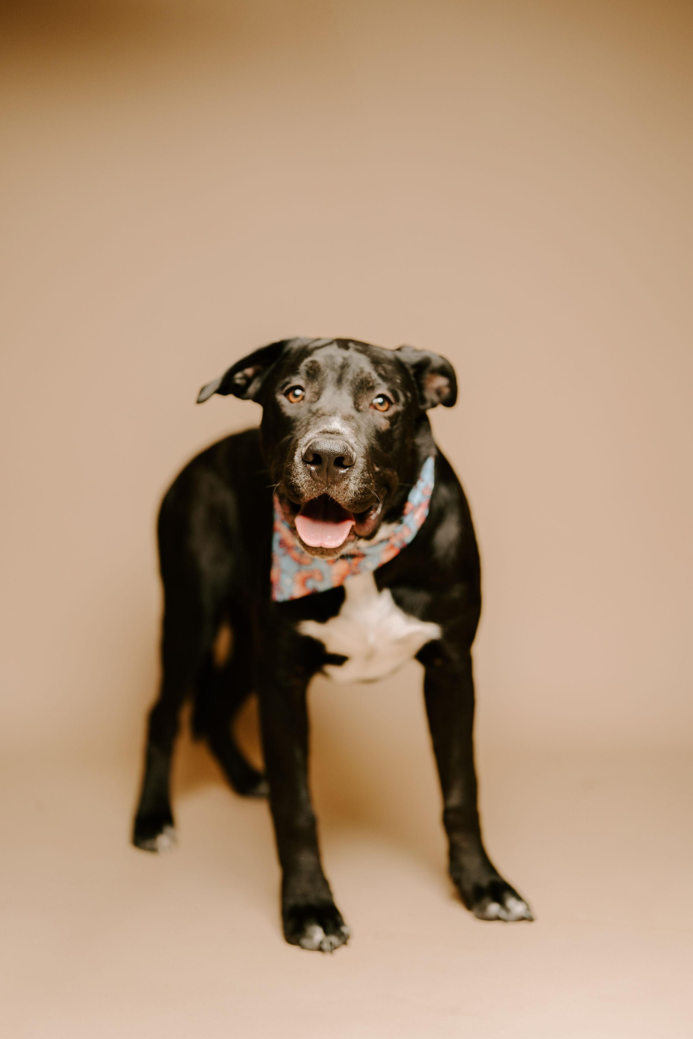 Beckett, Young Male Black Labrador Retriever