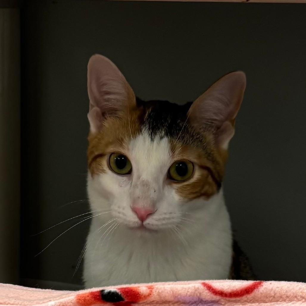 Enlarge Pippi, a Adoptable Domestic Short Hair in Naperville, IL image 1/6