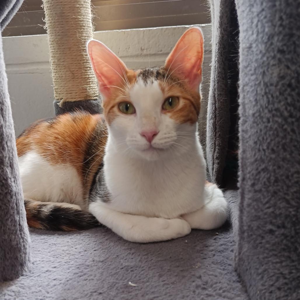 Enlarge Pippi, a Adoptable Domestic Short Hair in Naperville, IL image 2/6