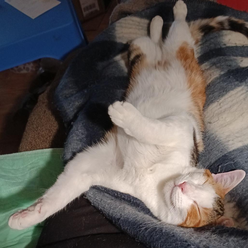 Enlarge Pippi, a Adoptable Domestic Short Hair in Naperville, IL image 4/6