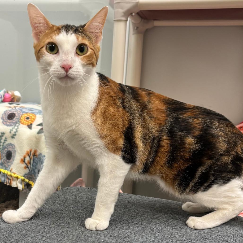 Enlarge Pippi, a Adoptable Domestic Short Hair in Naperville, IL image 5/6