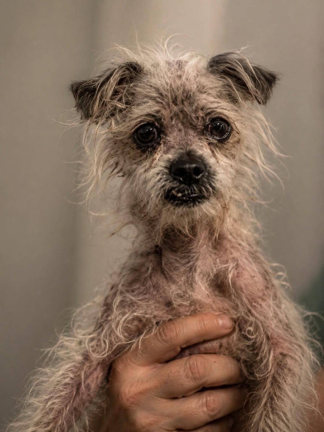 *Mooncalf Beast -- DIABETES, Adoptable, Senior Female Maltese & Yorkshire Terrier.