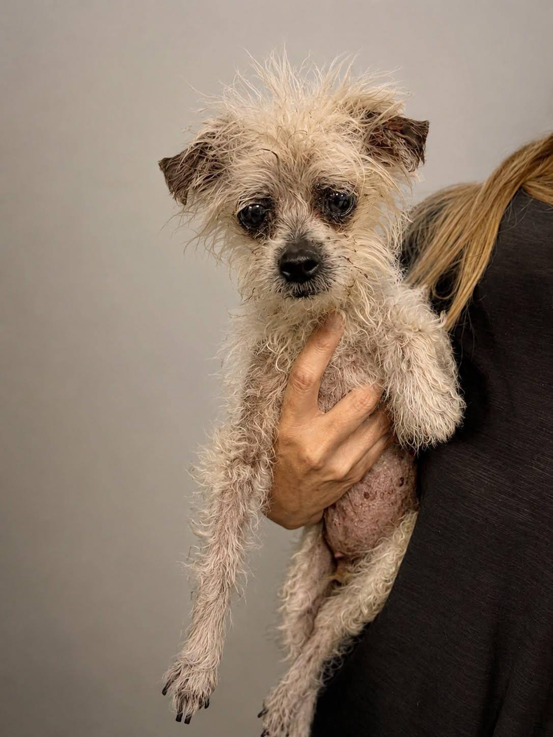 *Mooncalf Beast -- DIABETES, a Adoptable mixed breed in Pittsburg, CA image 2/3