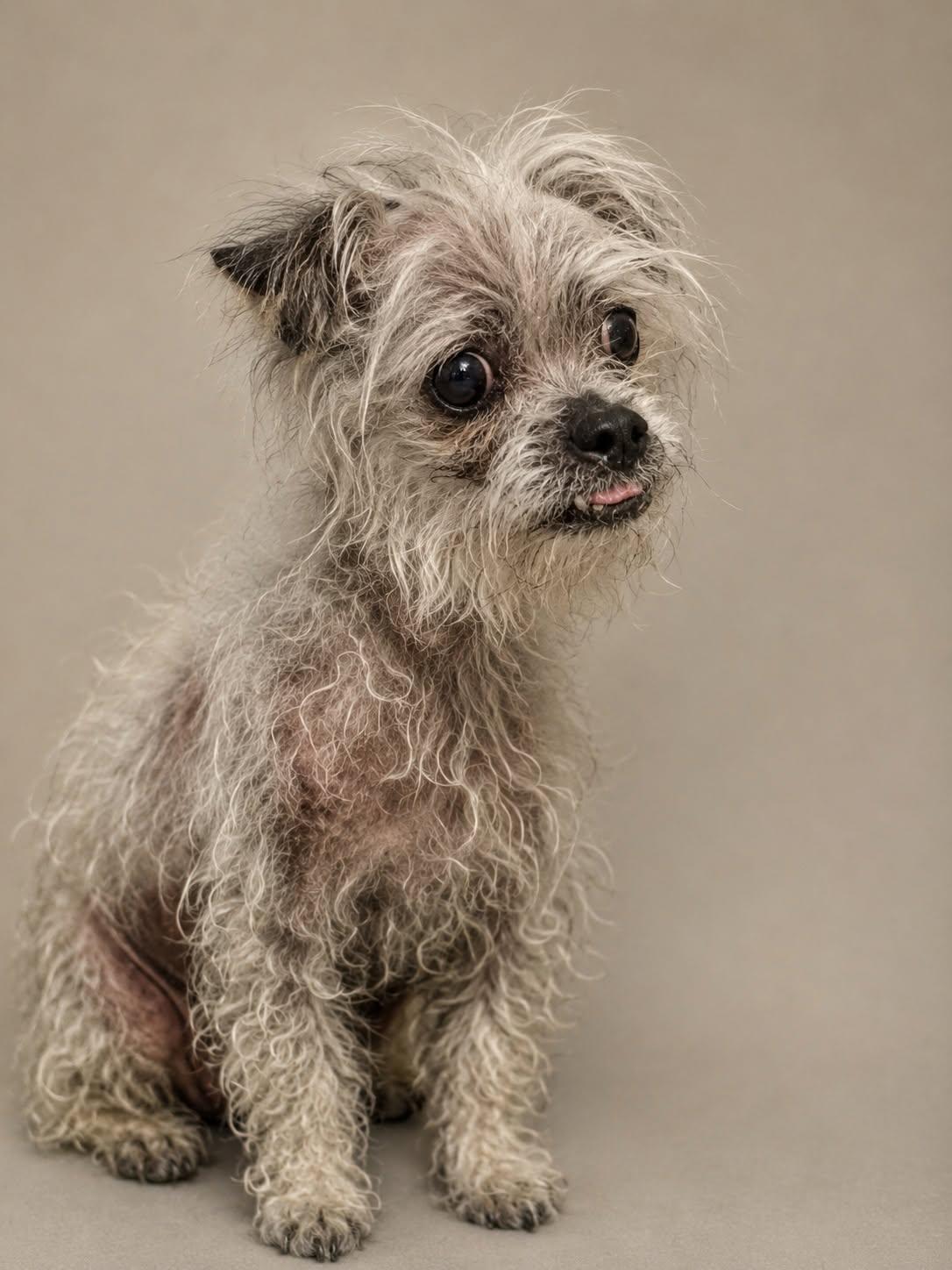 *Mooncalf Beast -- DIABETES, a Adoptable mixed breed in Pittsburg, CA image 3/3