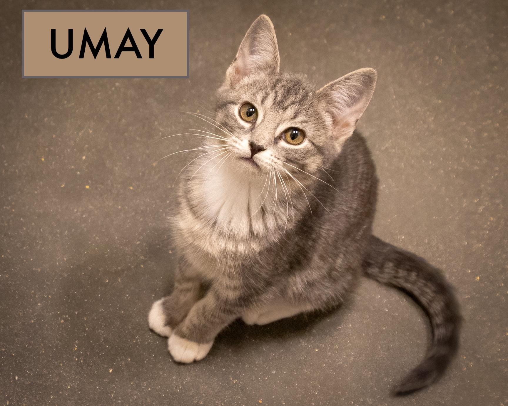 Umay (FCID# 10/16/2025 - 21 Brookhaven PS)