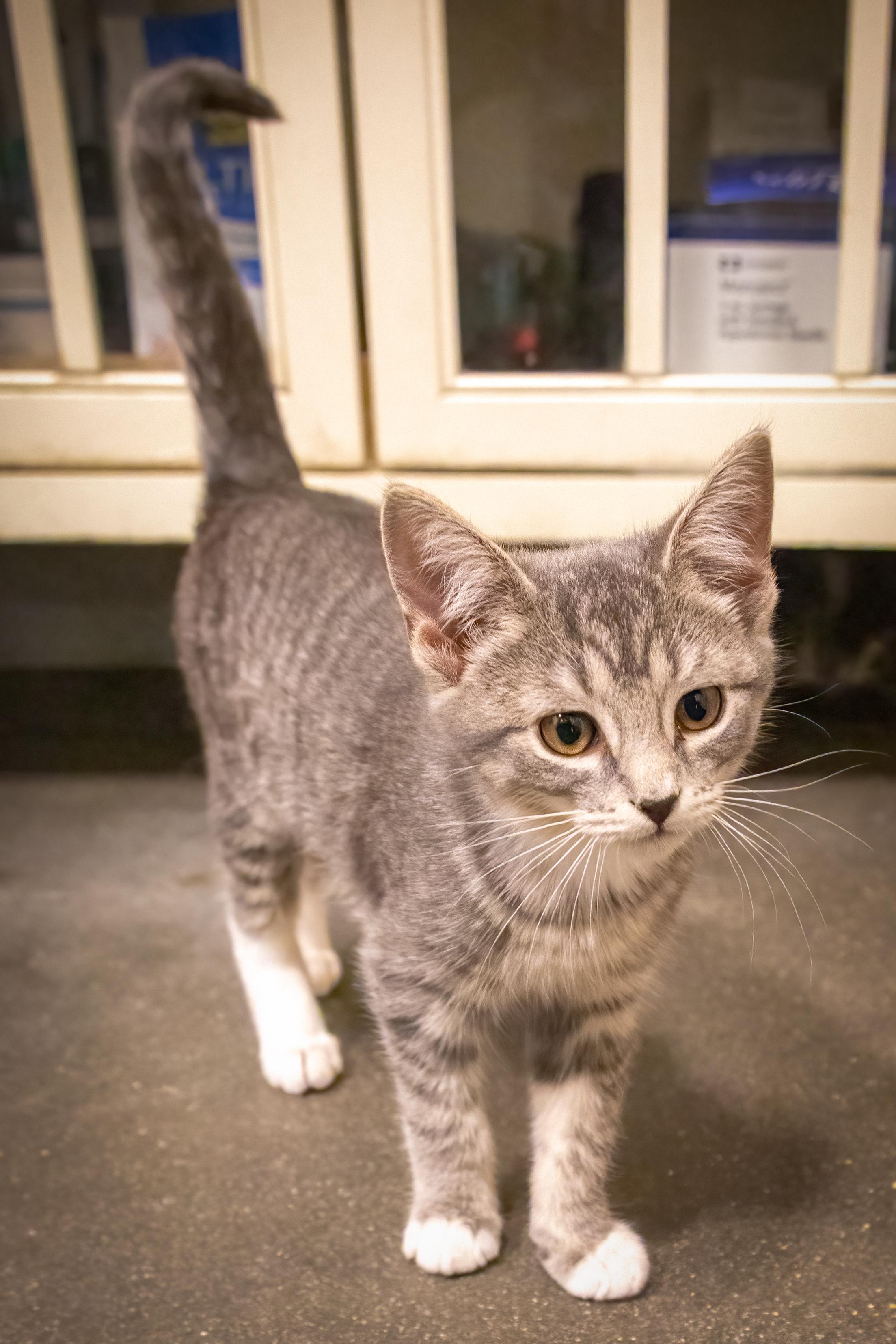 Umay (FCID# 10/16/2025 - 21 Brookhaven PS)