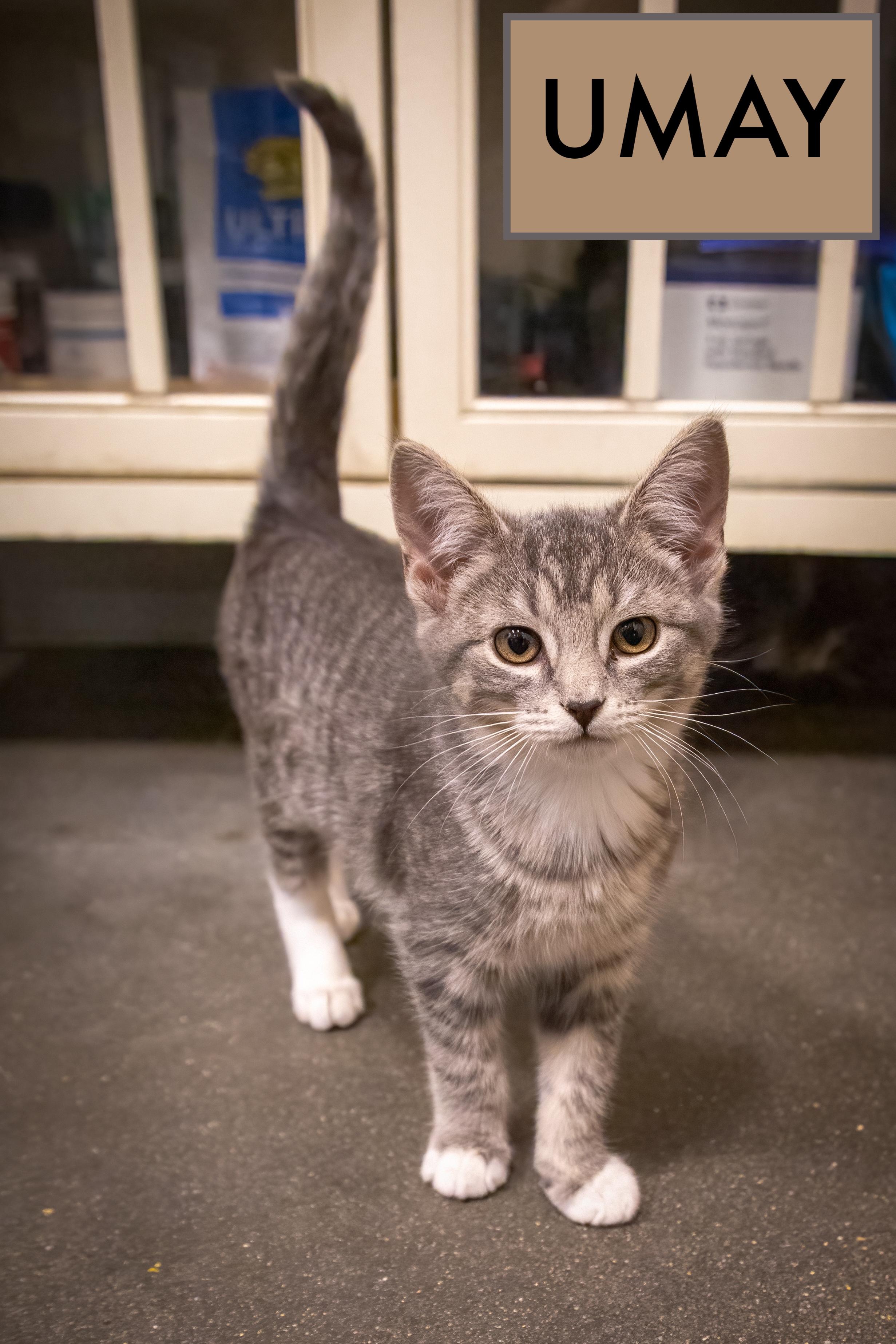 Umay (FCID# 10/16/2025 - 21 Brookhaven PS)