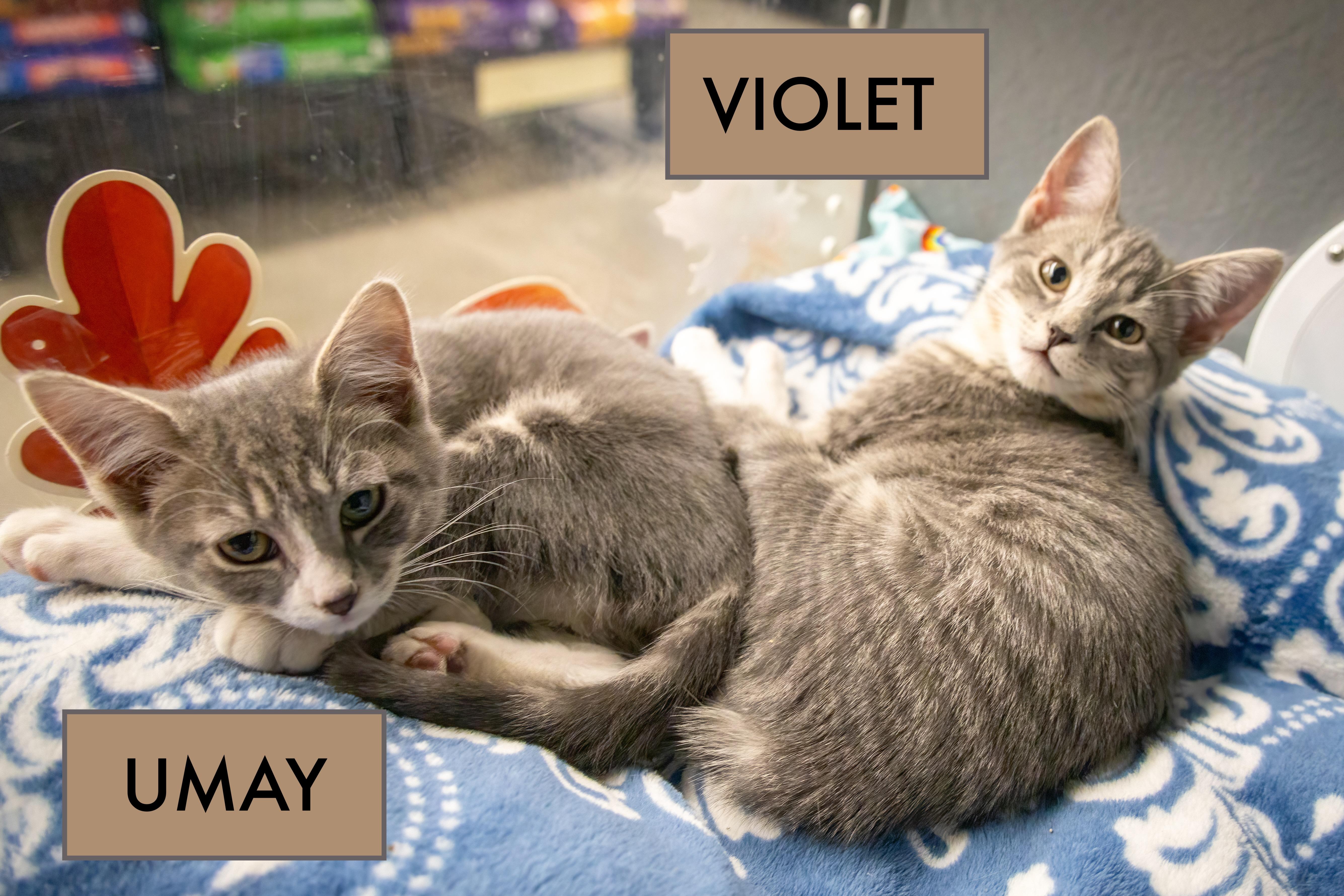 Umay (FCID# 10/16/2025 - 21 Brookhaven PS)