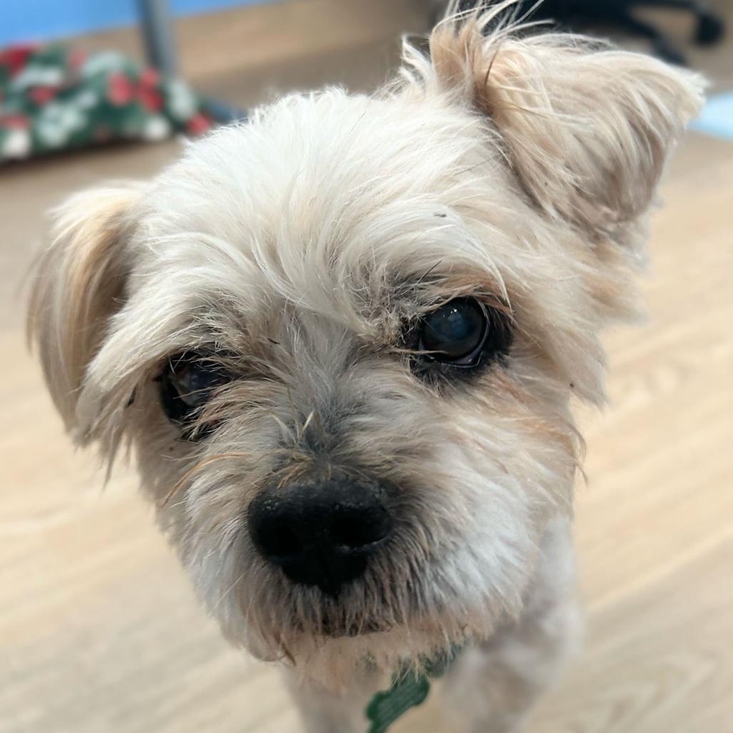 Enlarge Luigi 13846, a Adoptable Shih Tzu in San Francisco, CA image 1/6