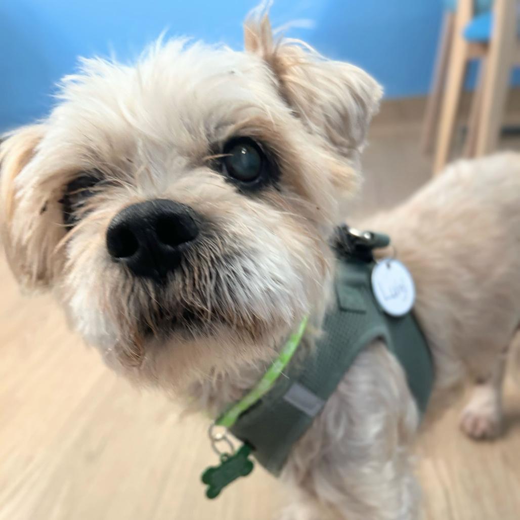 Enlarge Luigi 13846, a Adoptable Shih Tzu in San Francisco, CA image 2/6