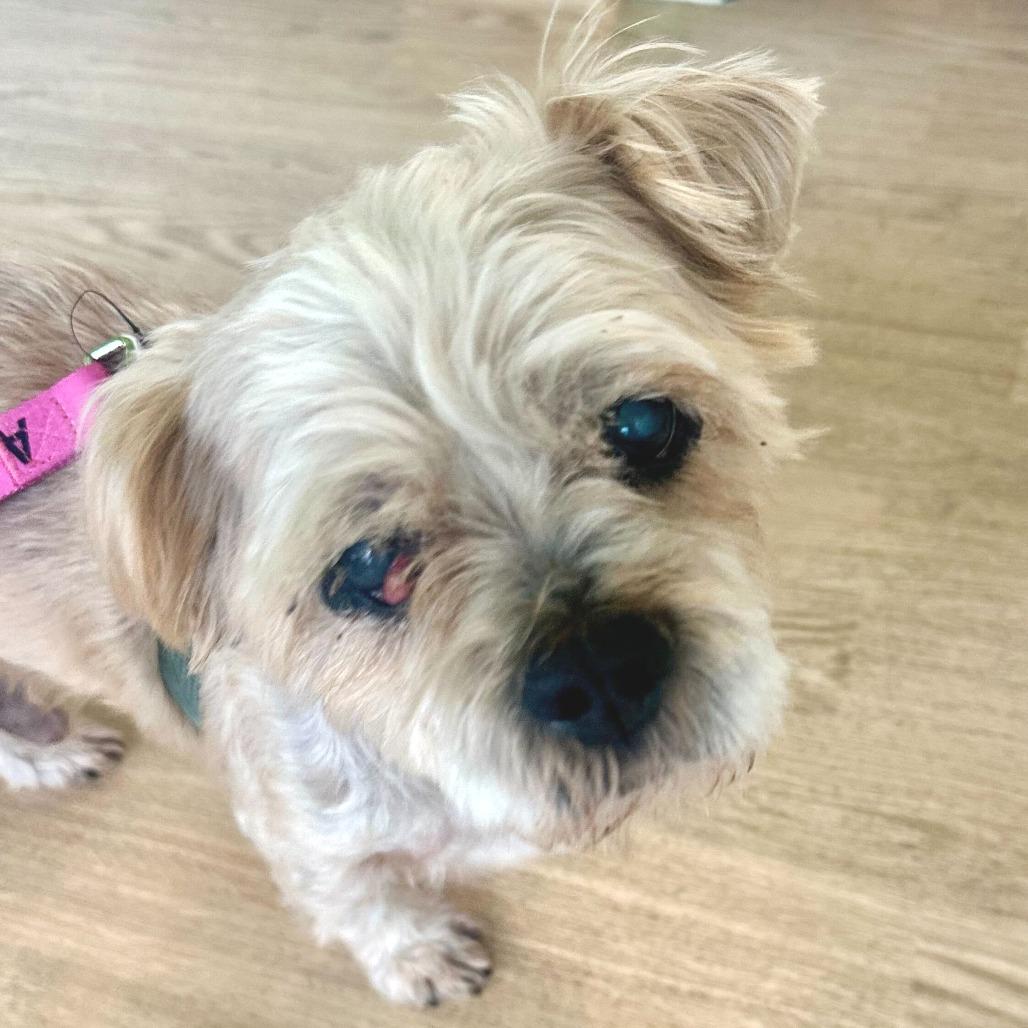 Enlarge Luigi 13846, a Adoptable Shih Tzu in San Francisco, CA image 3/6