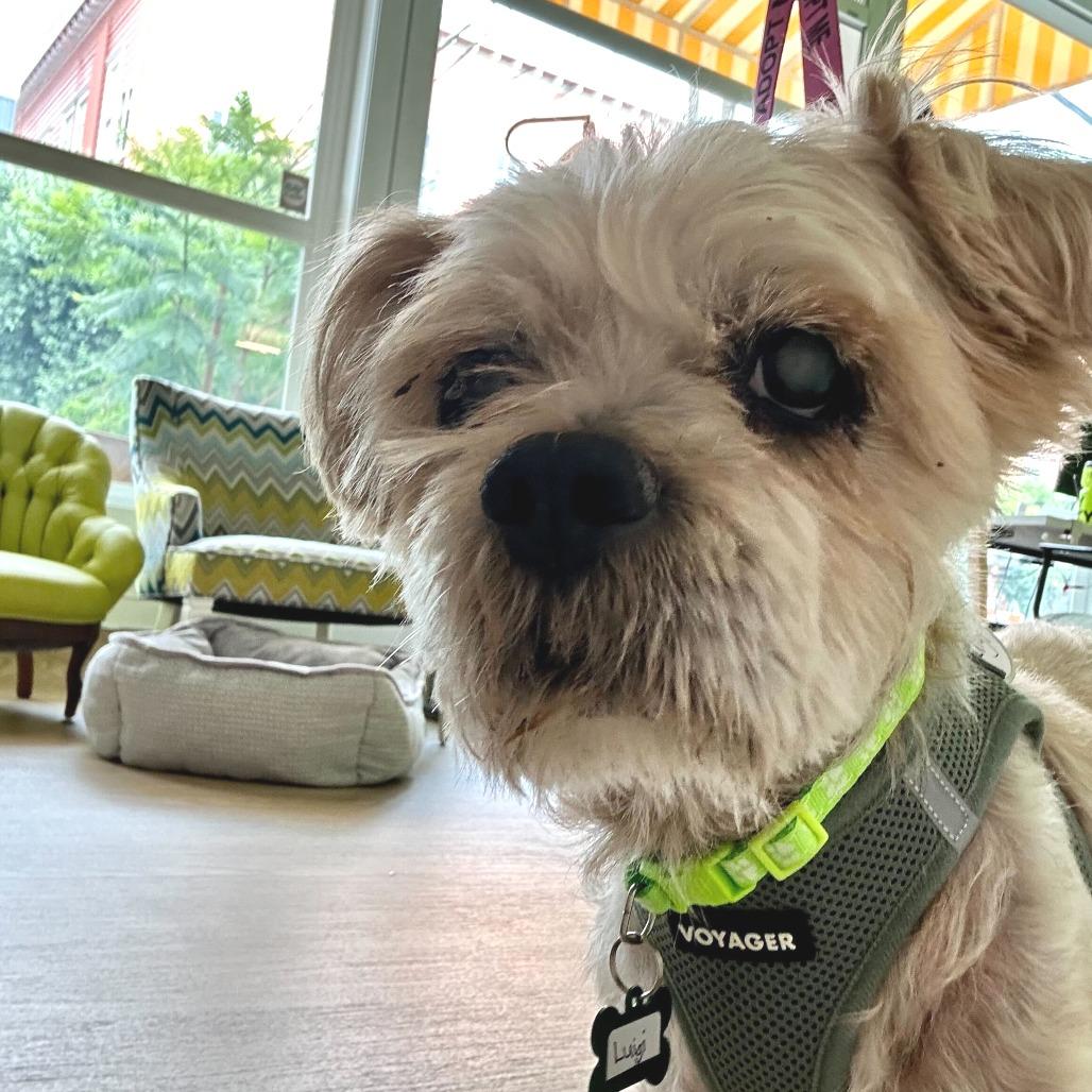 Enlarge Luigi 13846, a Adoptable Shih Tzu in San Francisco, CA image 4/6