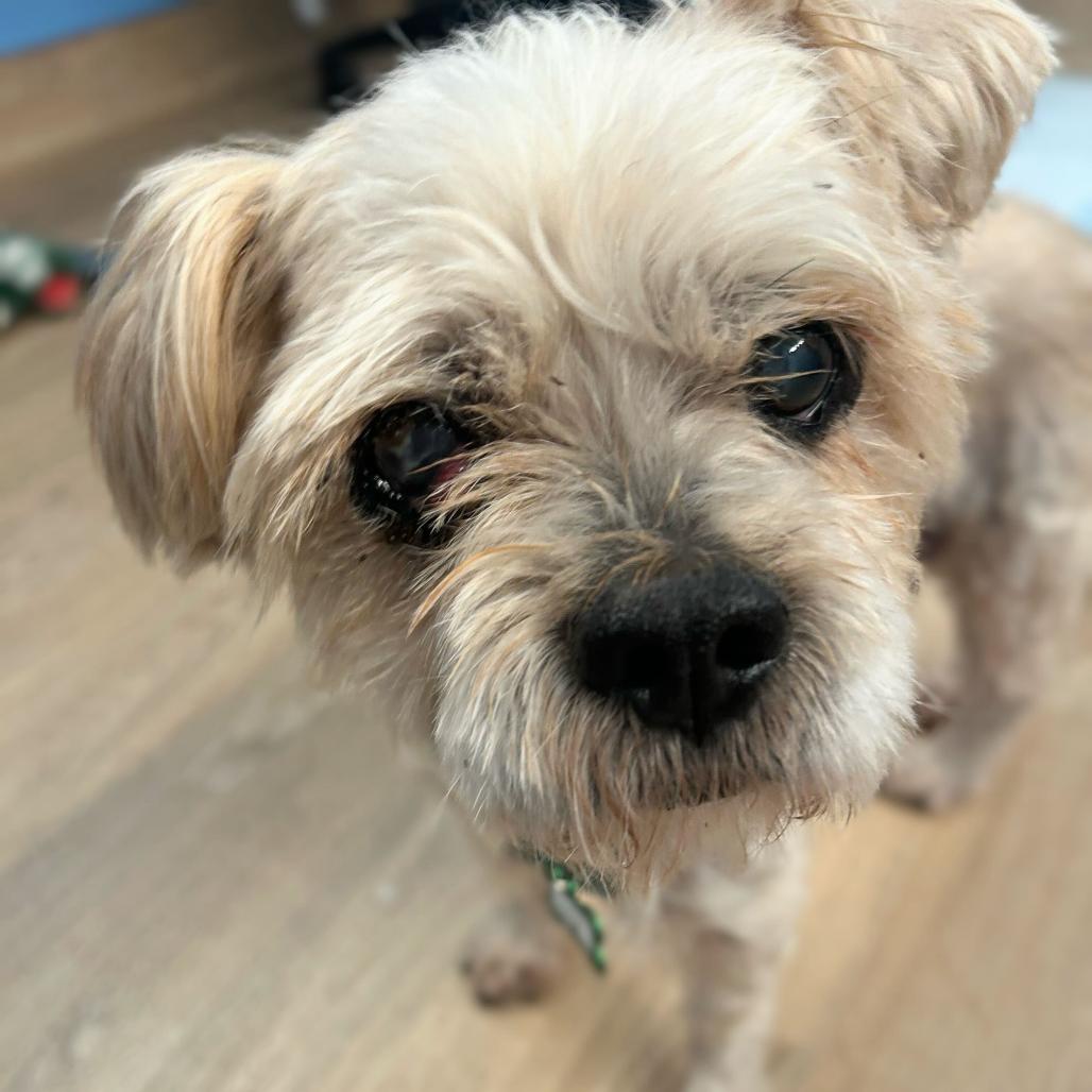 Enlarge Luigi 13846, a Adoptable Shih Tzu in San Francisco, CA image 5/6