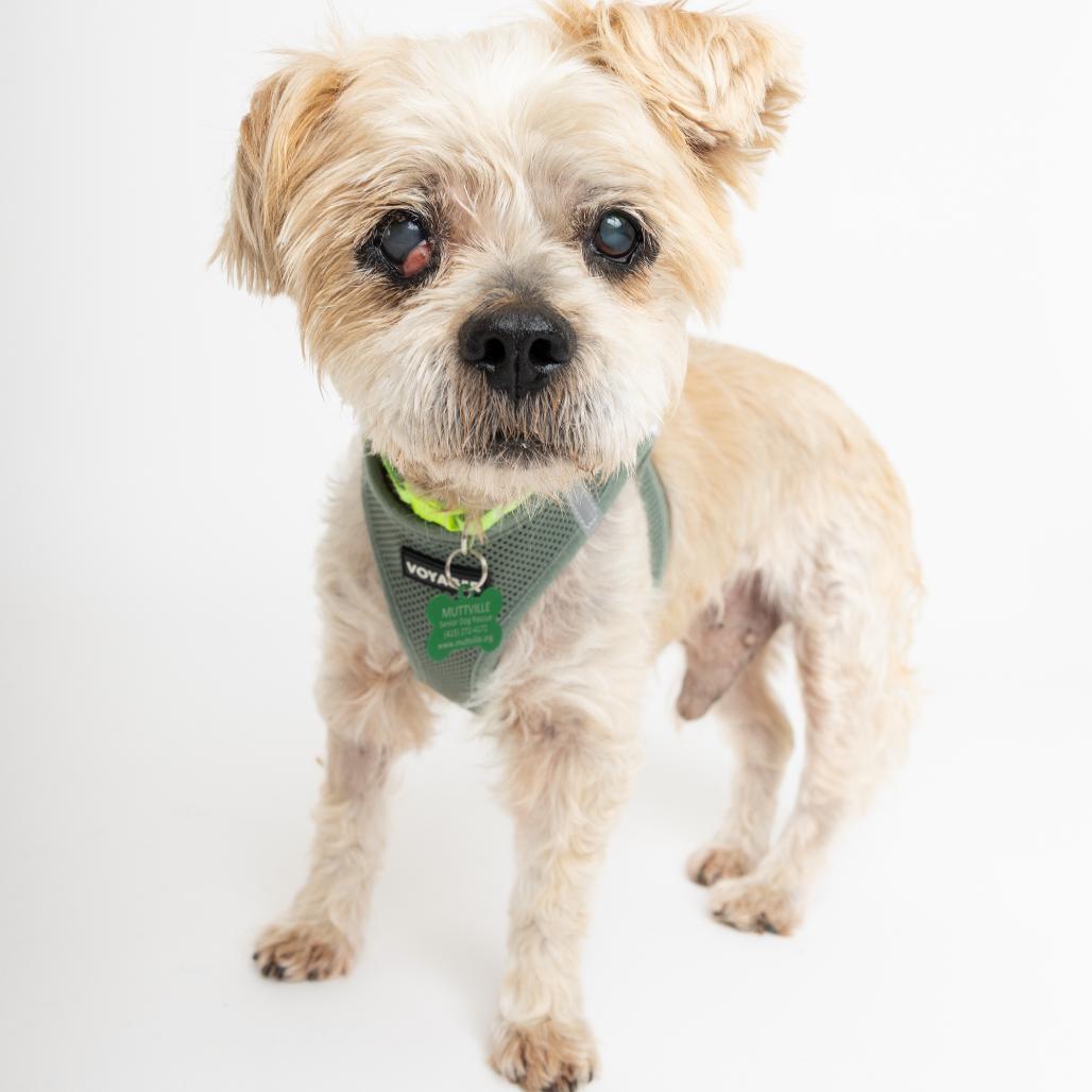 Enlarge Luigi 13846, a Adoptable Shih Tzu in San Francisco, CA image 6/6