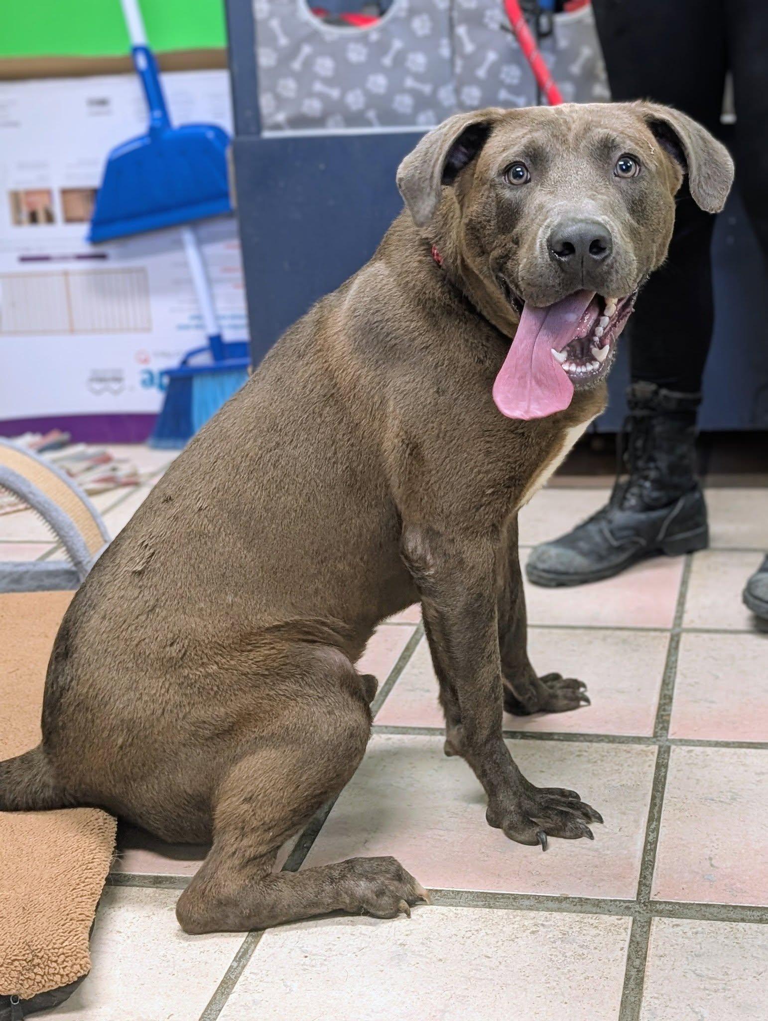 Thor, a ADOPTABLE mixed breed in Newburgh, IN image 4/4