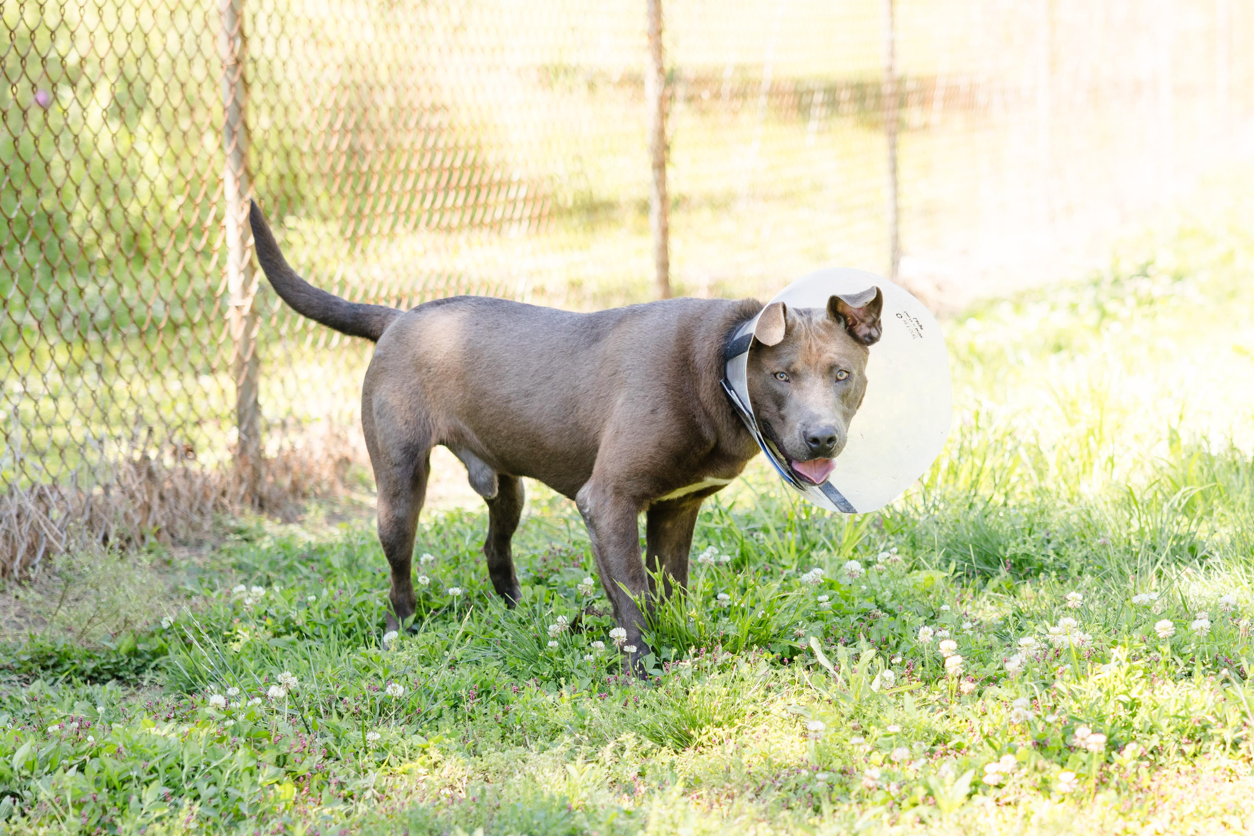 Thor, a ADOPTABLE mixed breed in Newburgh, IN image 3/4