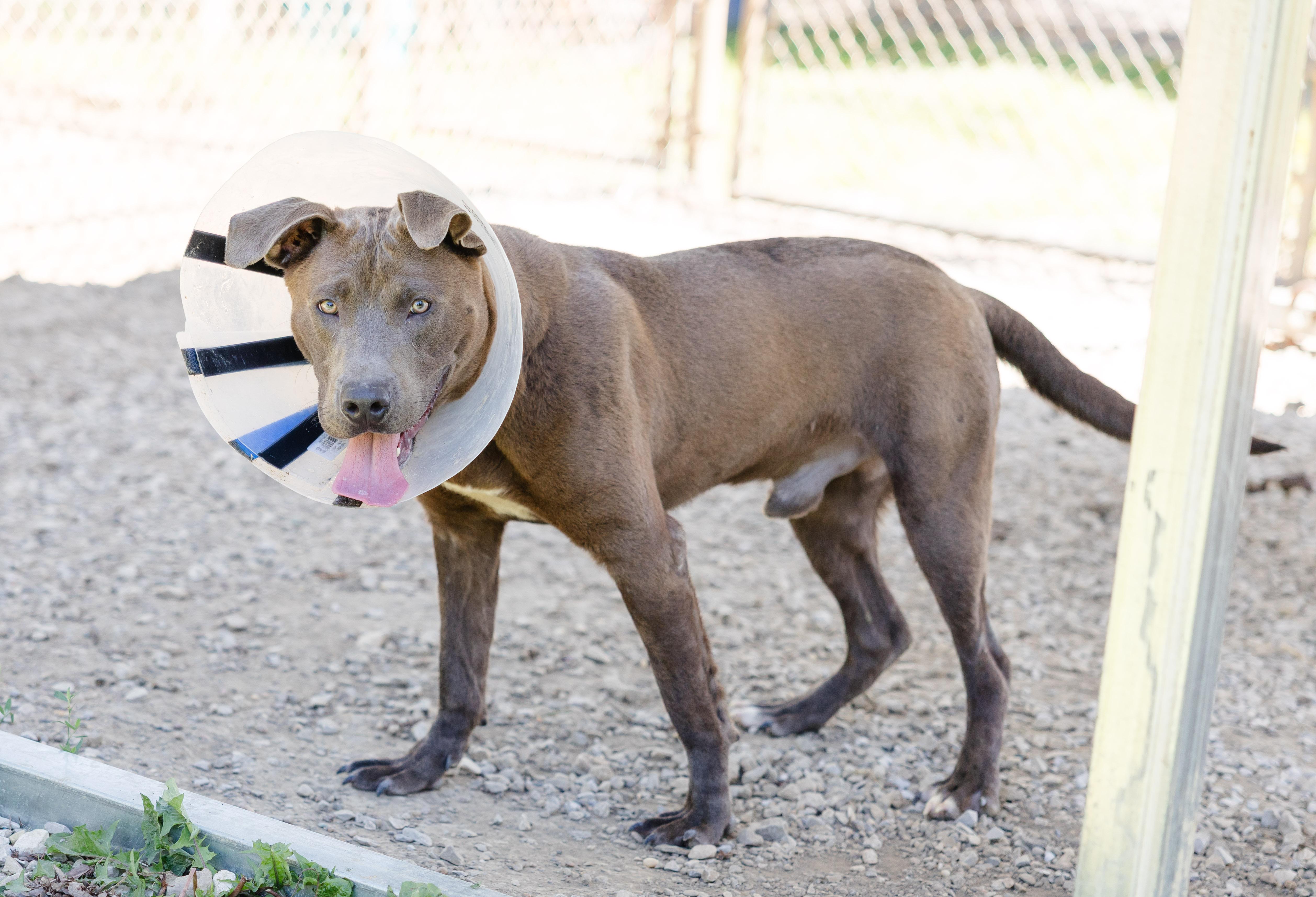 Thor, a ADOPTABLE mixed breed in Newburgh, IN image 2/4