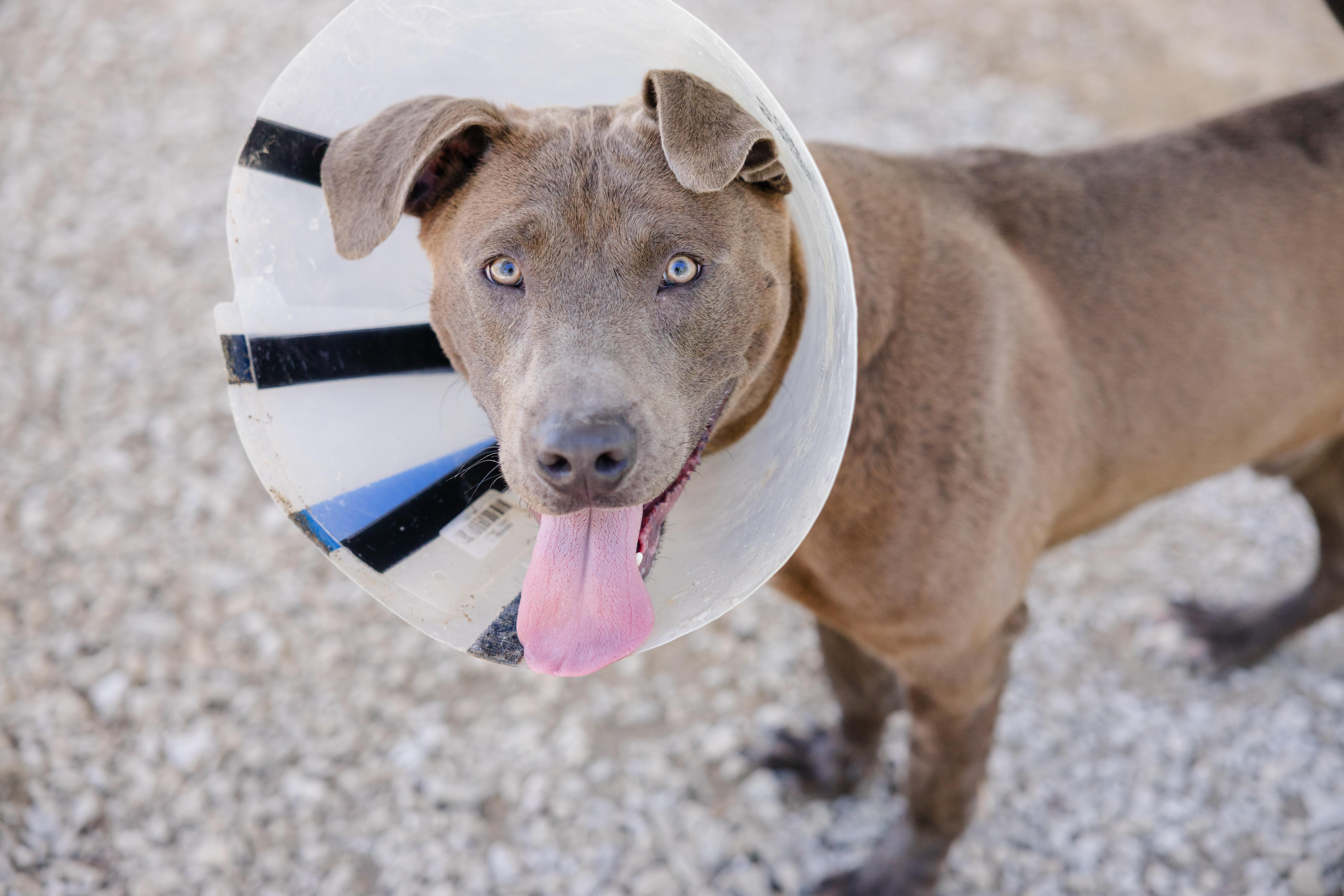 Thor, a ADOPTABLE mixed breed in Newburgh, IN image 1/4