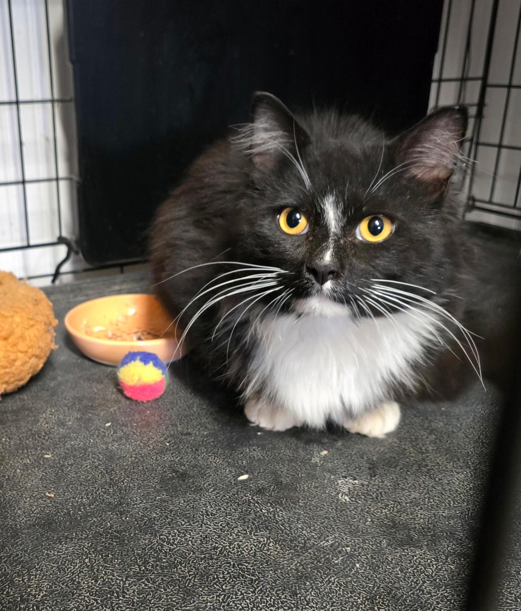 Enlarge Sebastian, an adopted Domestic Long Hair in Buena Vista, VA image 1/1