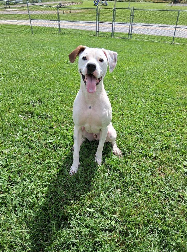 Enlarge Leo, a Adoptable mixed breed in New Manchester, WV image 1/6