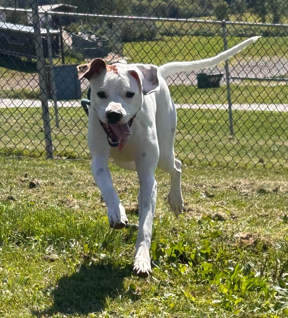 Enlarge Leo, a Adoptable mixed breed in New Manchester, WV image 2/6