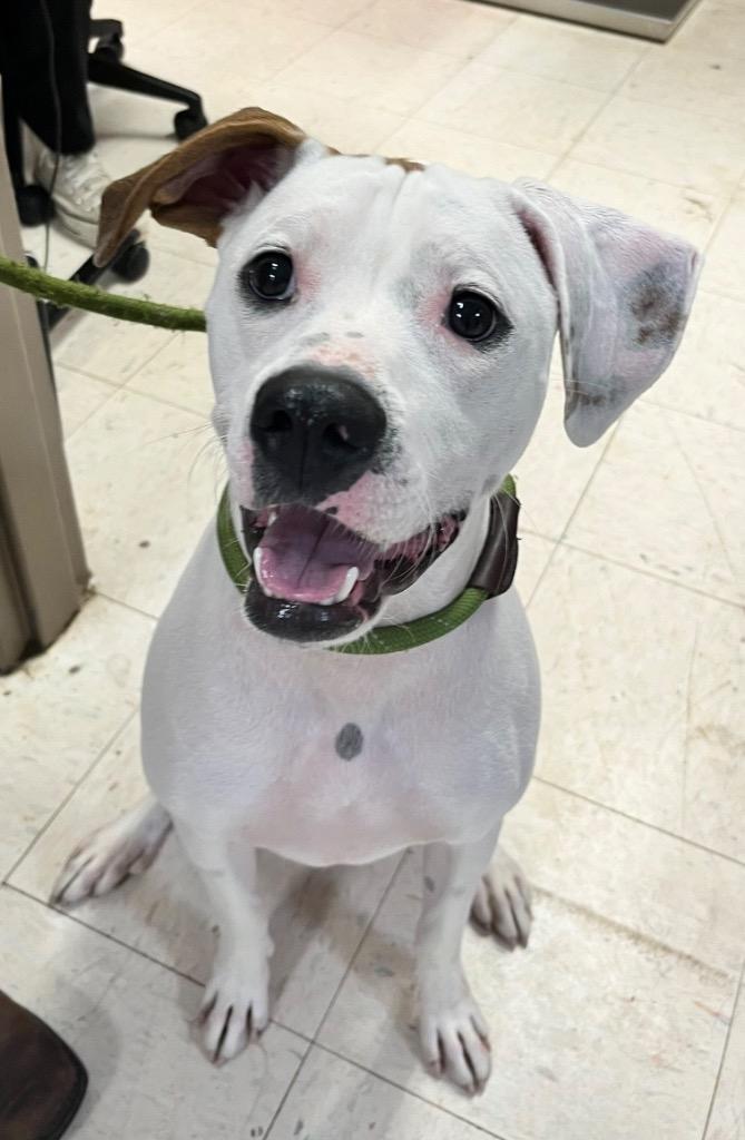 Enlarge Leo, a Adoptable mixed breed in New Manchester, WV image 3/6