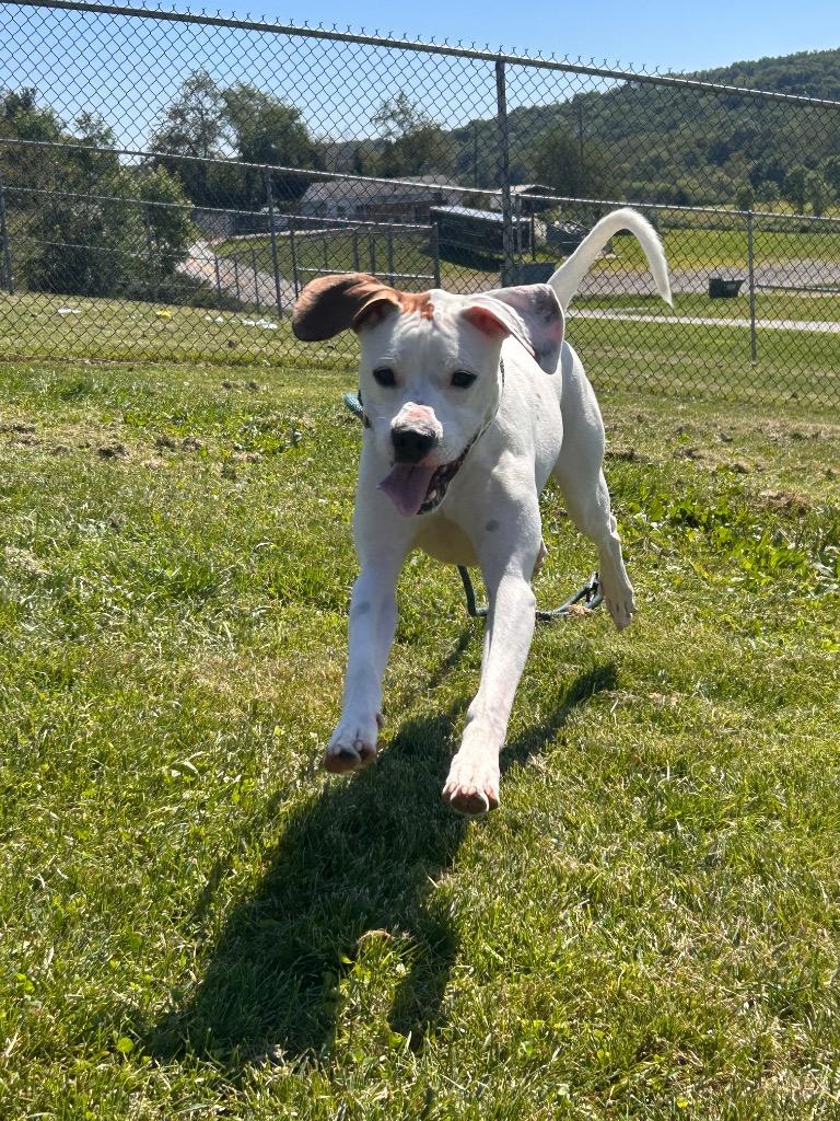 Enlarge Leo, a Adoptable mixed breed in New Manchester, WV image 4/6