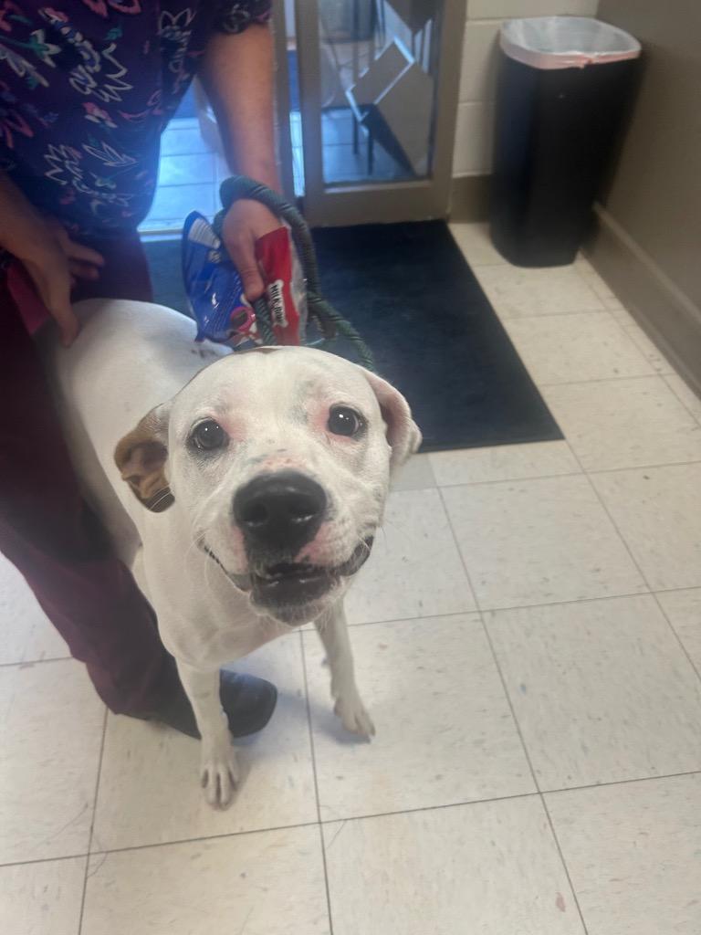 Enlarge Leo, a Adoptable mixed breed in New Manchester, WV image 5/6