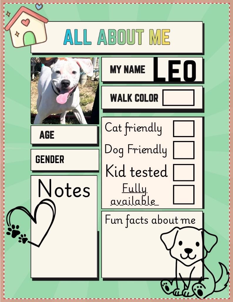 Enlarge Leo, a Adoptable mixed breed in New Manchester, WV image 6/6