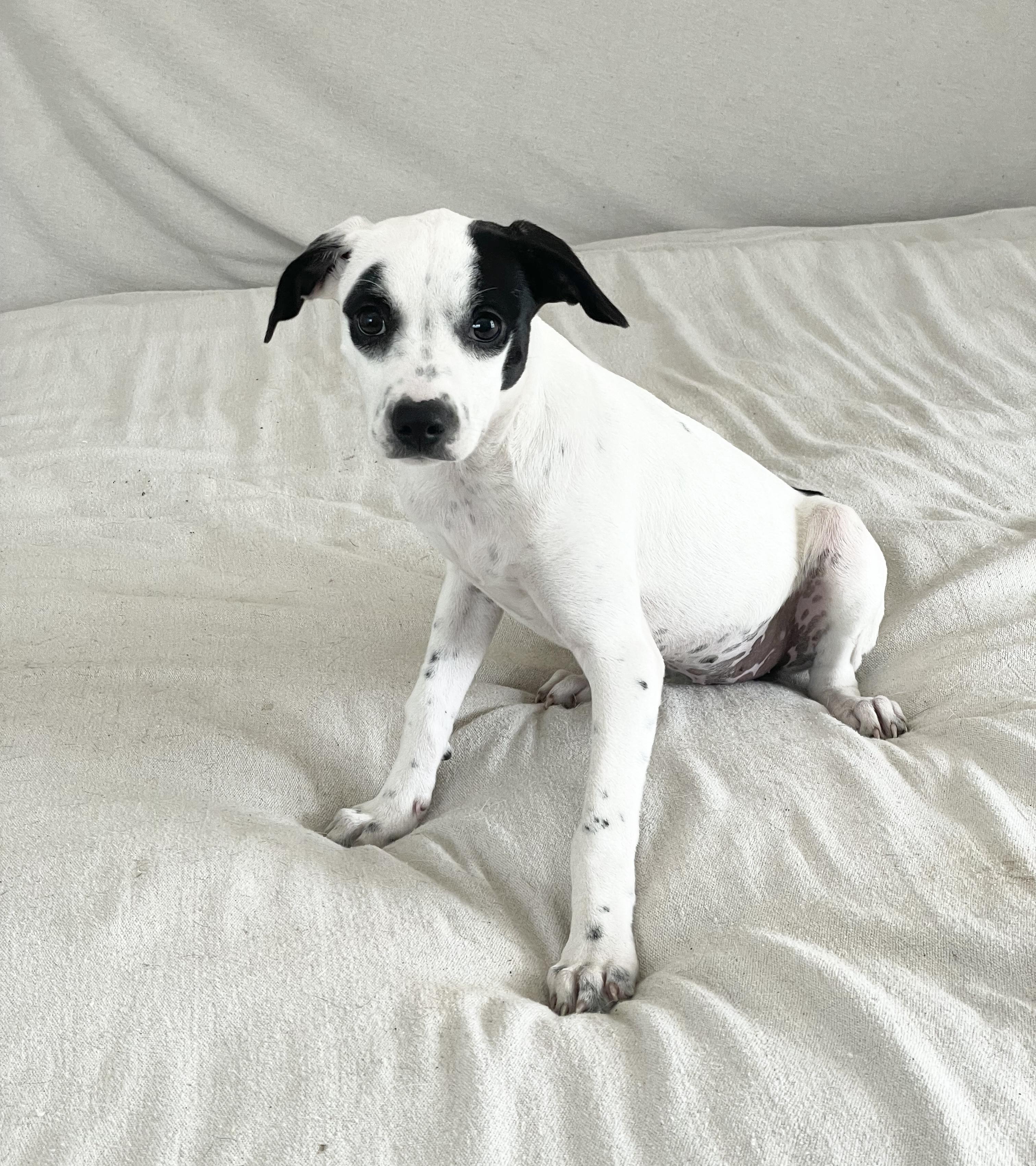 Enlarge Darling Rafaela , a ADOPTABLE mixed breed in West Hartford , CT image 4/4