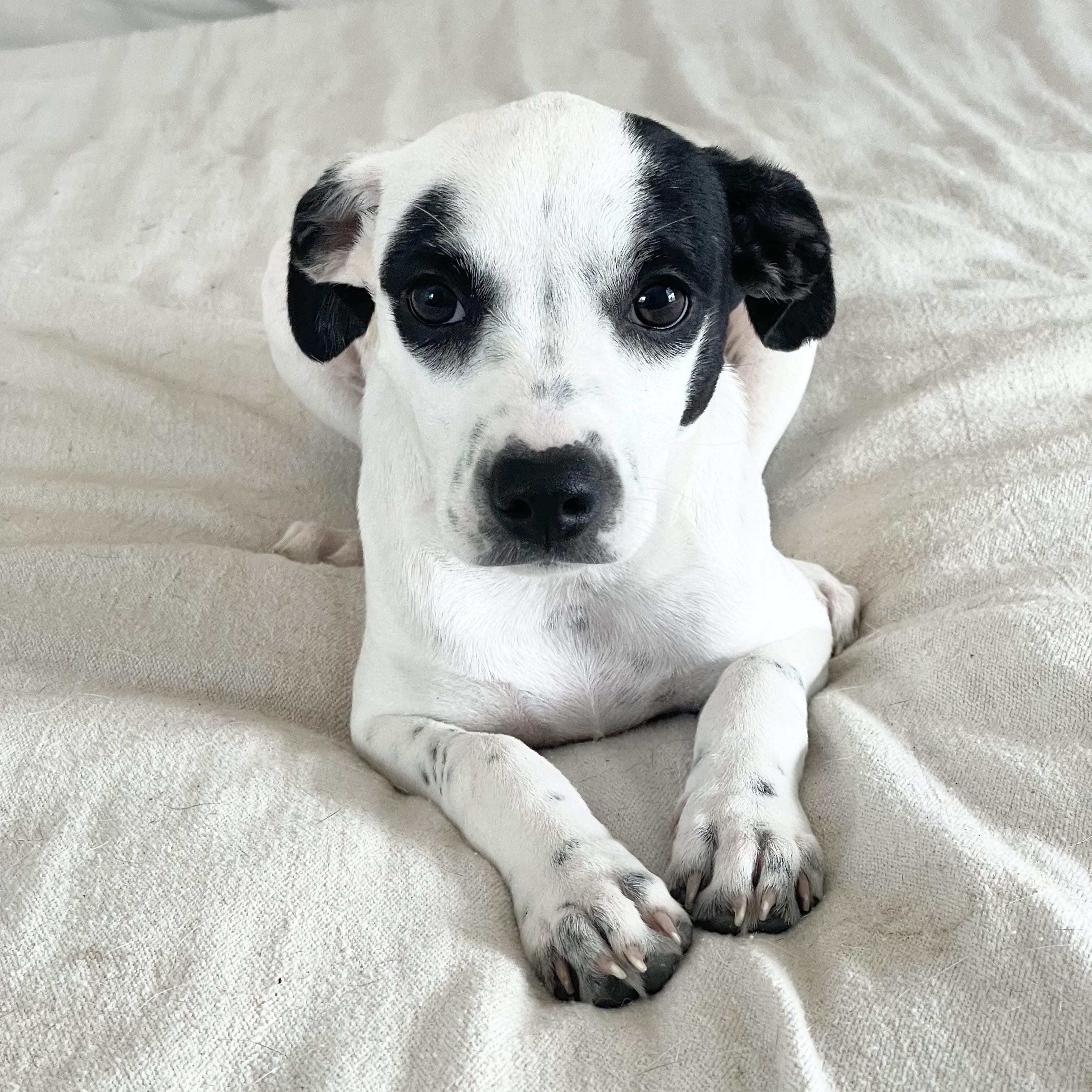 Enlarge Darling Rafaela , a ADOPTABLE mixed breed in West Hartford , CT image 1/4